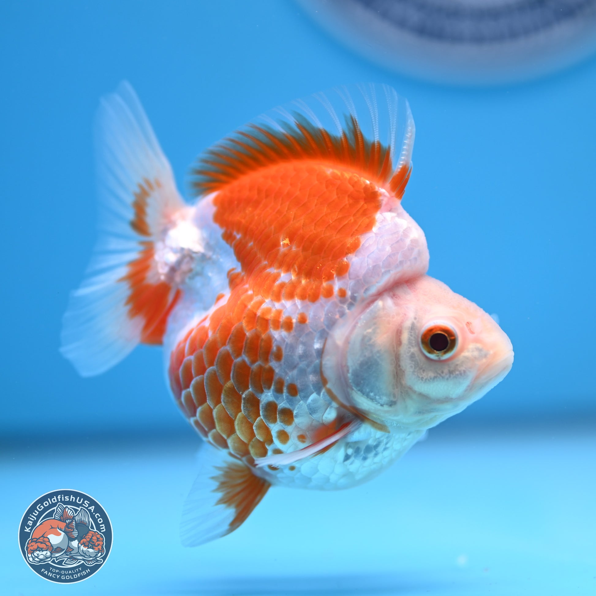 Red White Ryukin 3.25in Body (240816_RY04) - Kaiju Goldfish USA