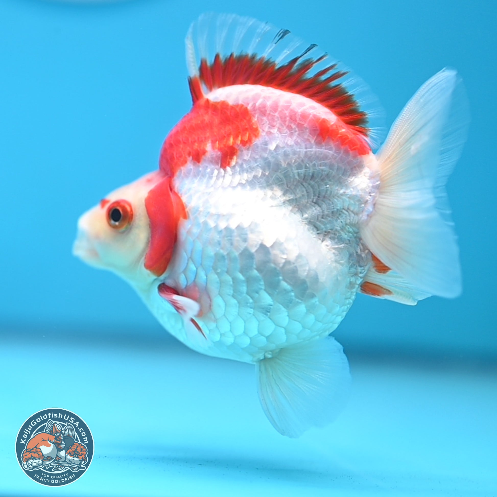Red White Ryukin 3.5 inches Body - Female (250103_RY04) - Kaiju Goldfish USA