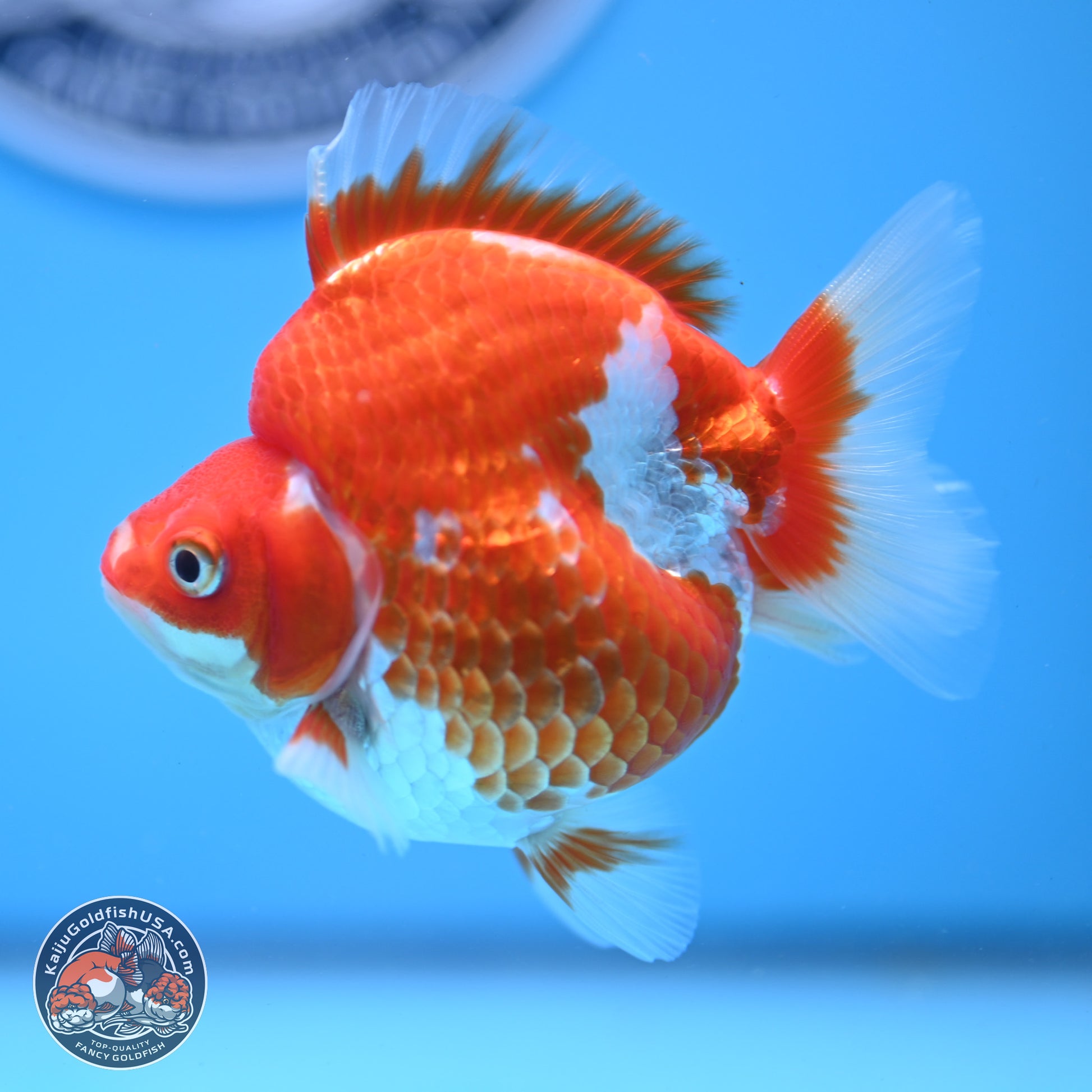 Red White Ryukin 3.5in Body (240823_RY04) - Kaiju Goldfish USA