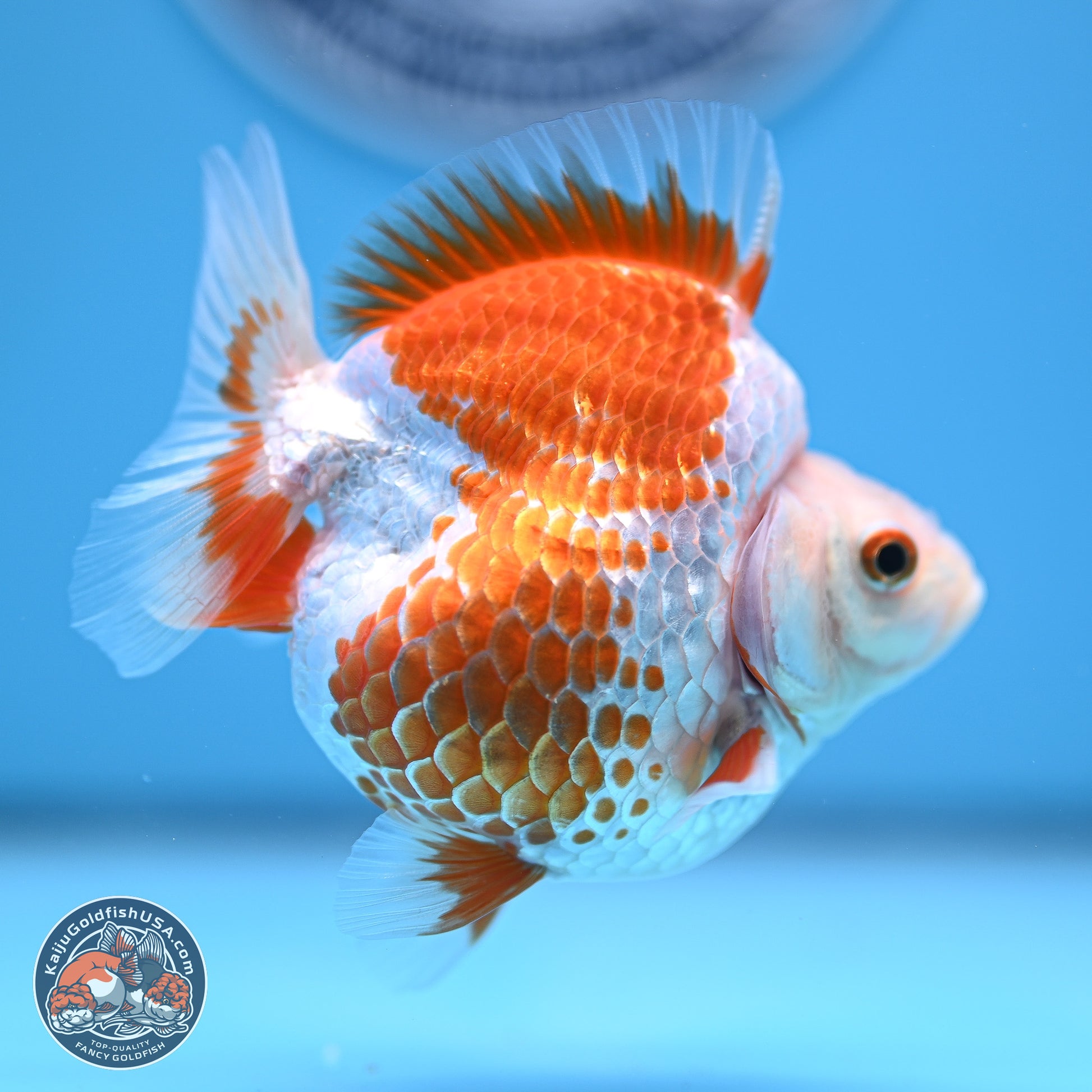 Red White Ryukin 3.25in Body (240816_RY04) - Kaiju Goldfish USA