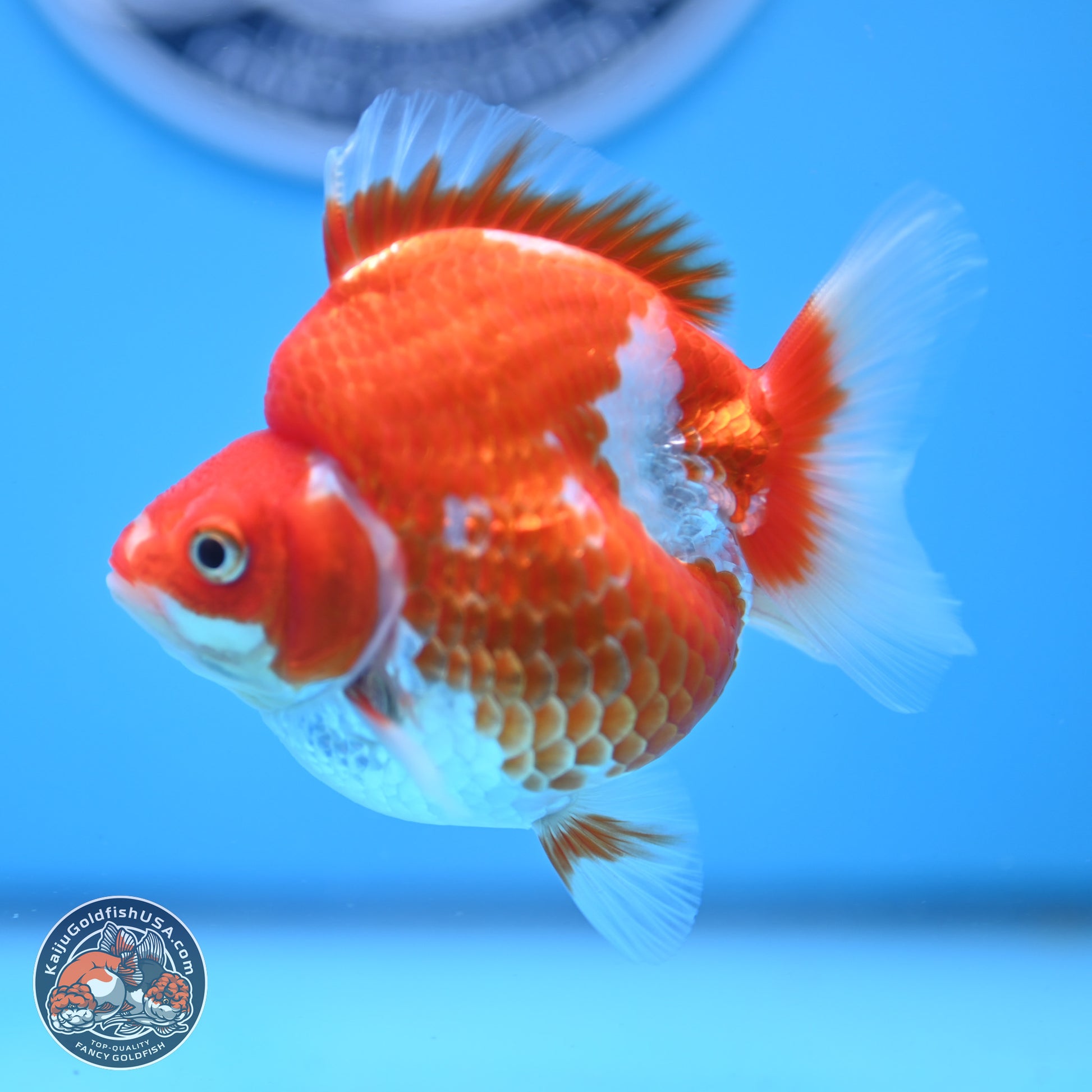 Red White Ryukin 3.5in Body (240823_RY04) - Kaiju Goldfish USA