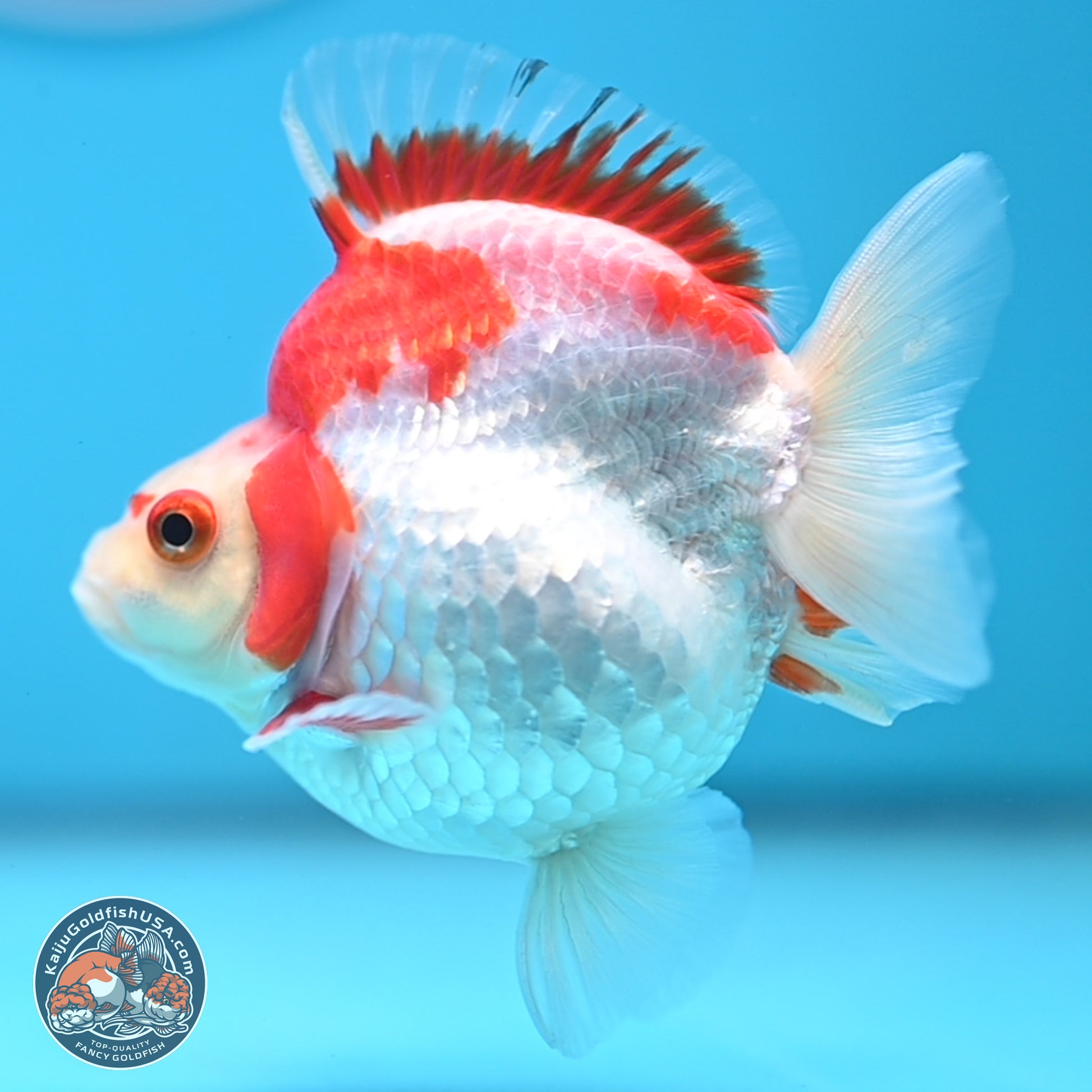 Red White Ryukin 3.5 inches Body - Female (250103_RY04) - Kaiju Goldfish USA