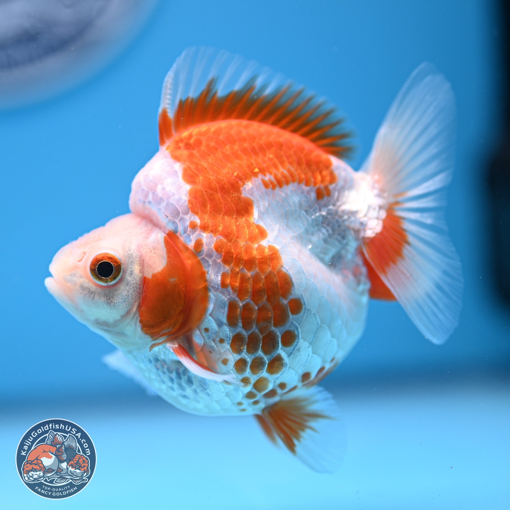 Red White Ryukin 3.25in Body (240816_RY04) - Kaiju Goldfish USA