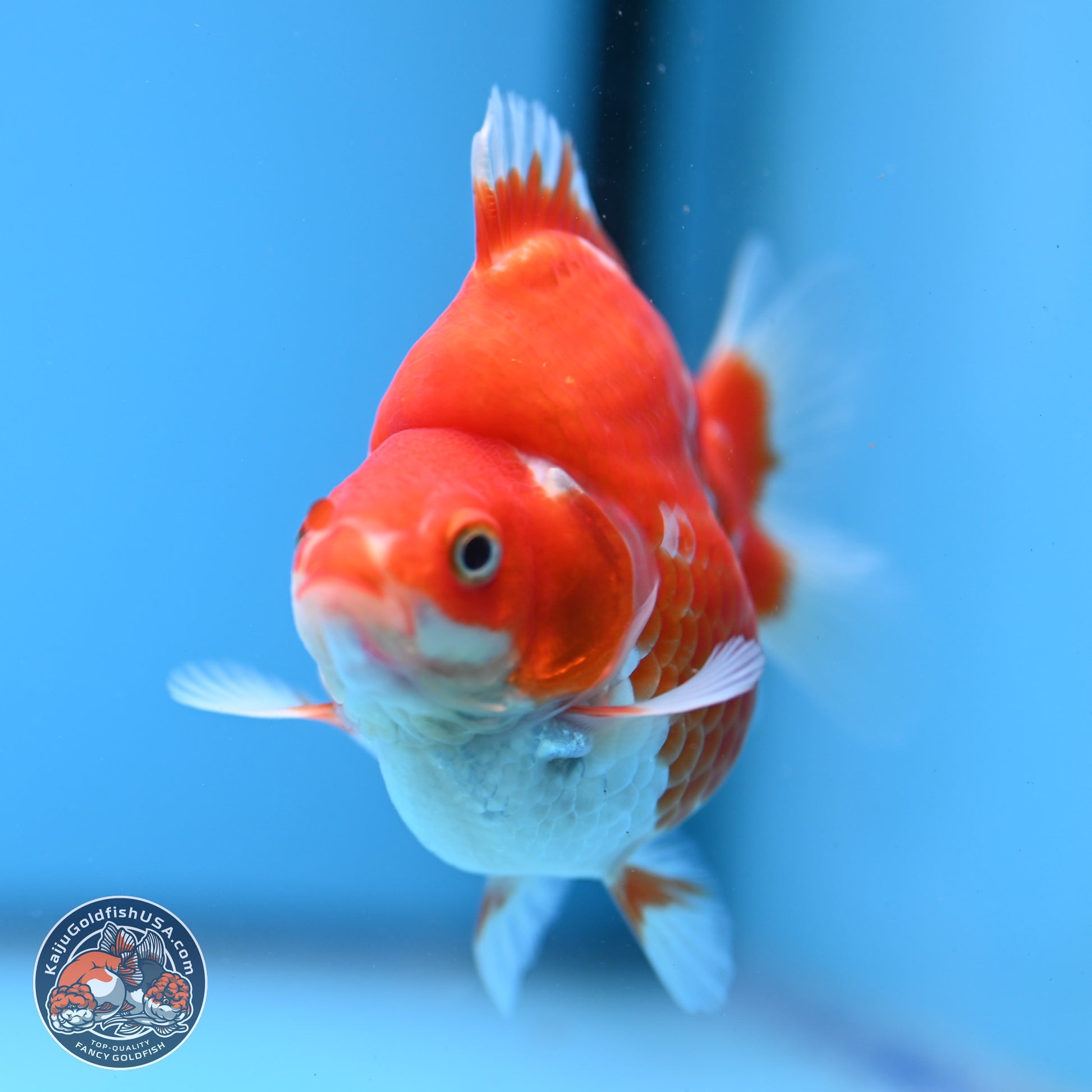 Red White Ryukin 3.5in Body (240823_RY04) - Kaiju Goldfish USA