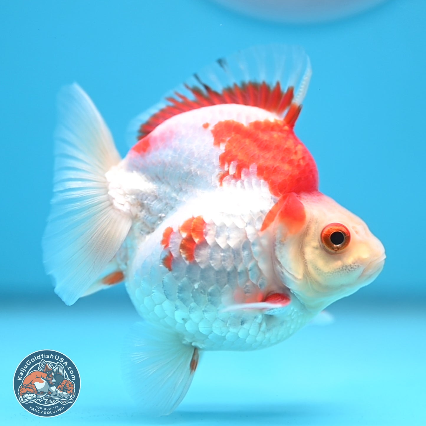 Red White Ryukin 3.5 inches Body - Female (250103_RY04) - Kaiju Goldfish USA