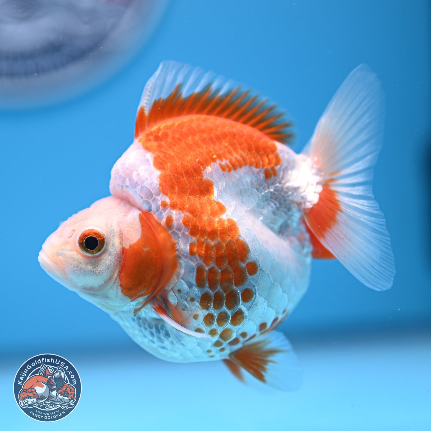 Red White Ryukin 3.25in Body (240816_RY04) - Kaiju Goldfish USA