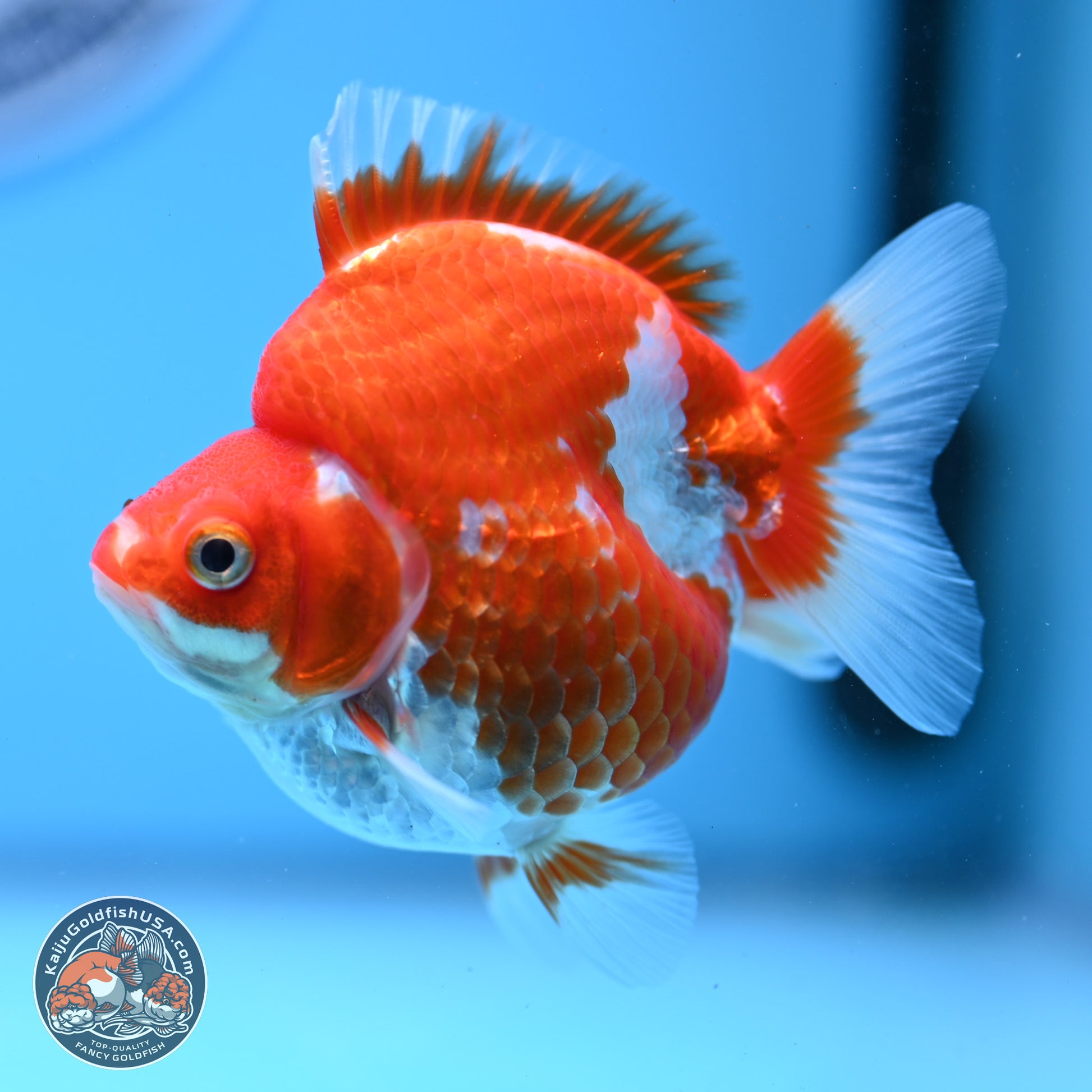 Red White Ryukin 3.5in Body (240823_RY04) - Kaiju Goldfish USA