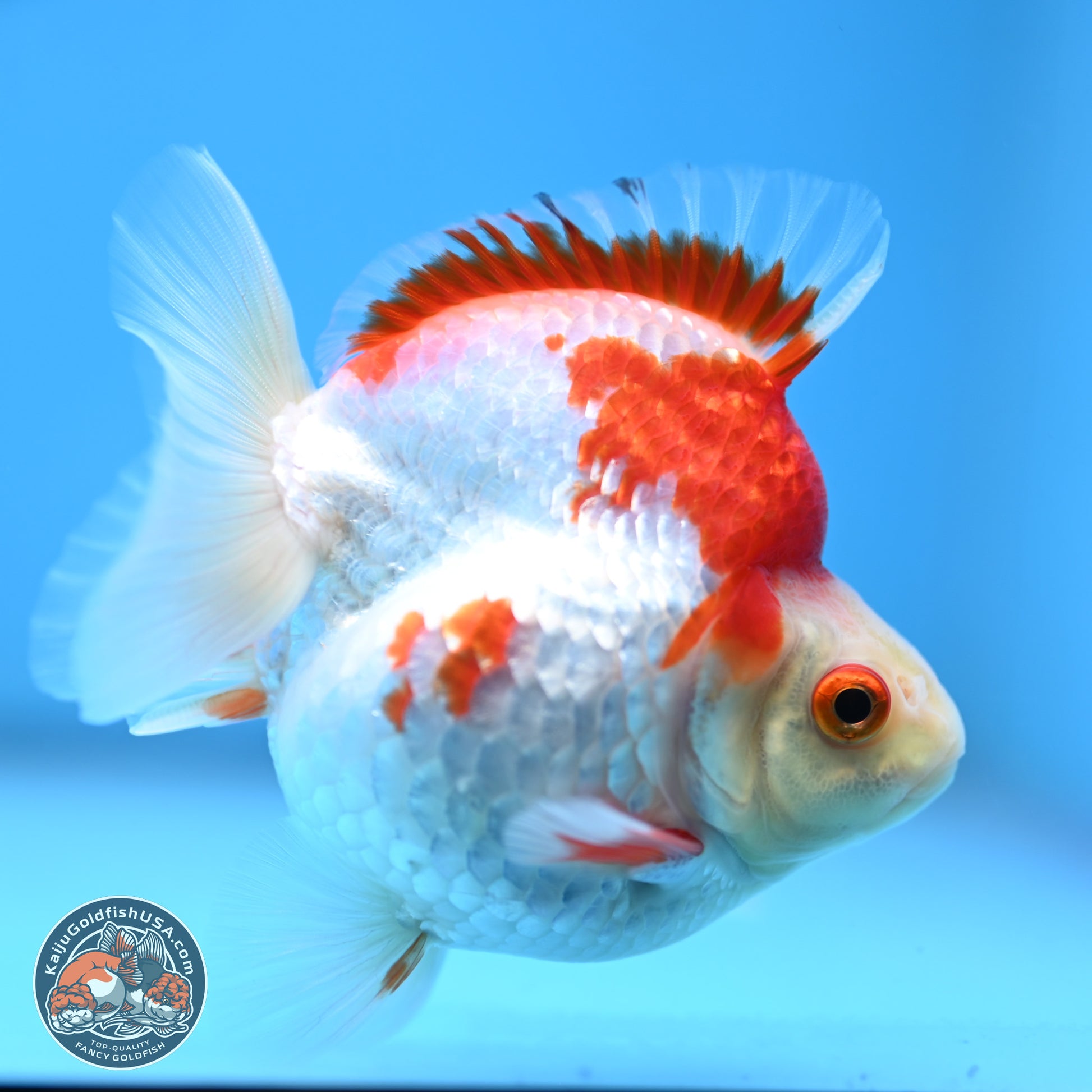 Red White Ryukin 3.5 inches Body - Female (250103_RY04) - Kaiju Goldfish USA