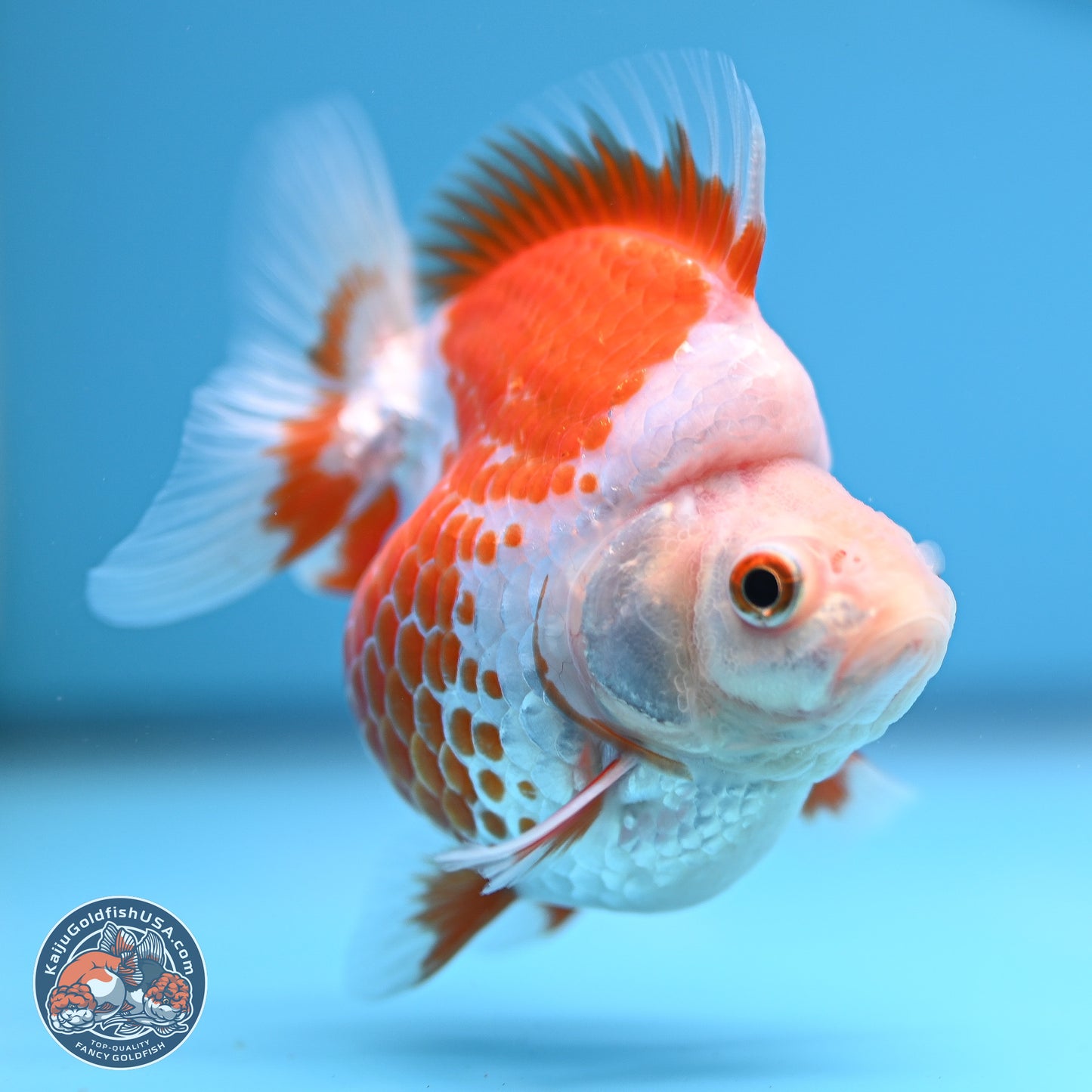 Red White Ryukin 3.25in Body (240816_RY04) - Kaiju Goldfish USA