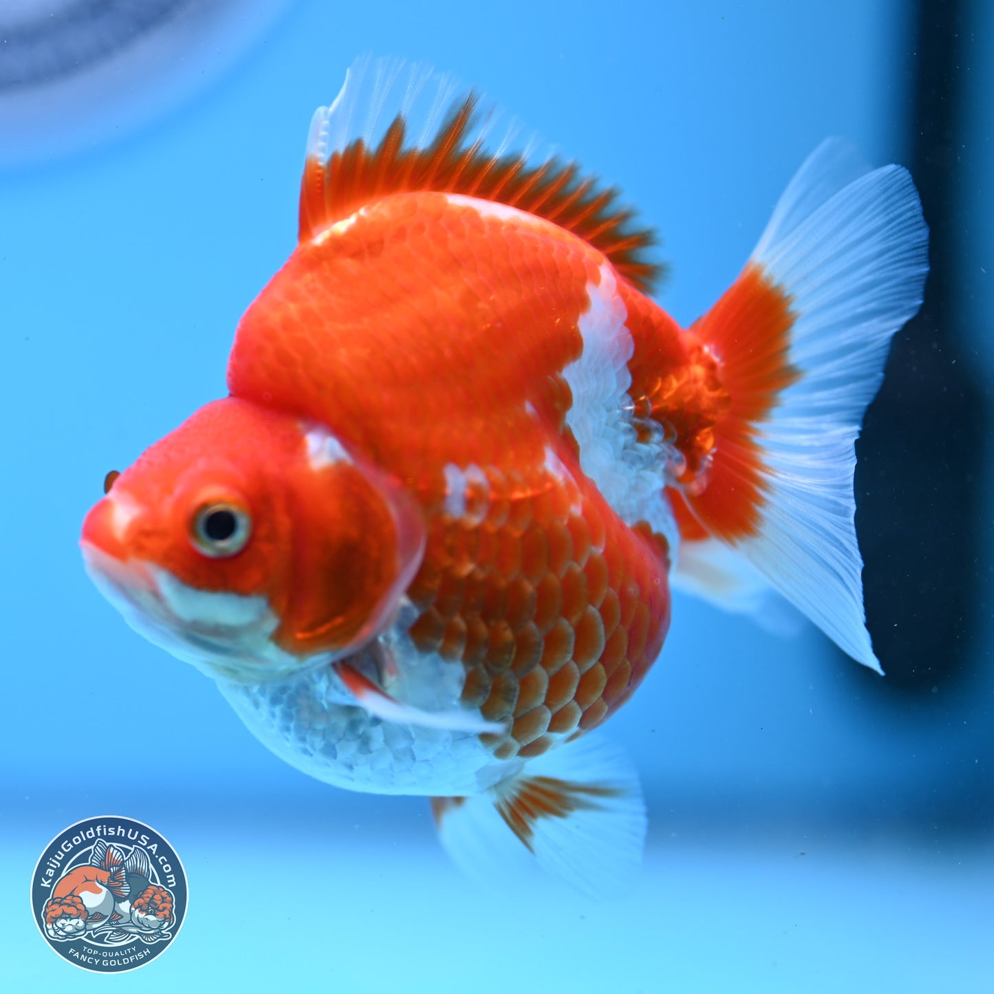 Red White Ryukin 3.5in Body (240823_RY04) - Kaiju Goldfish USA