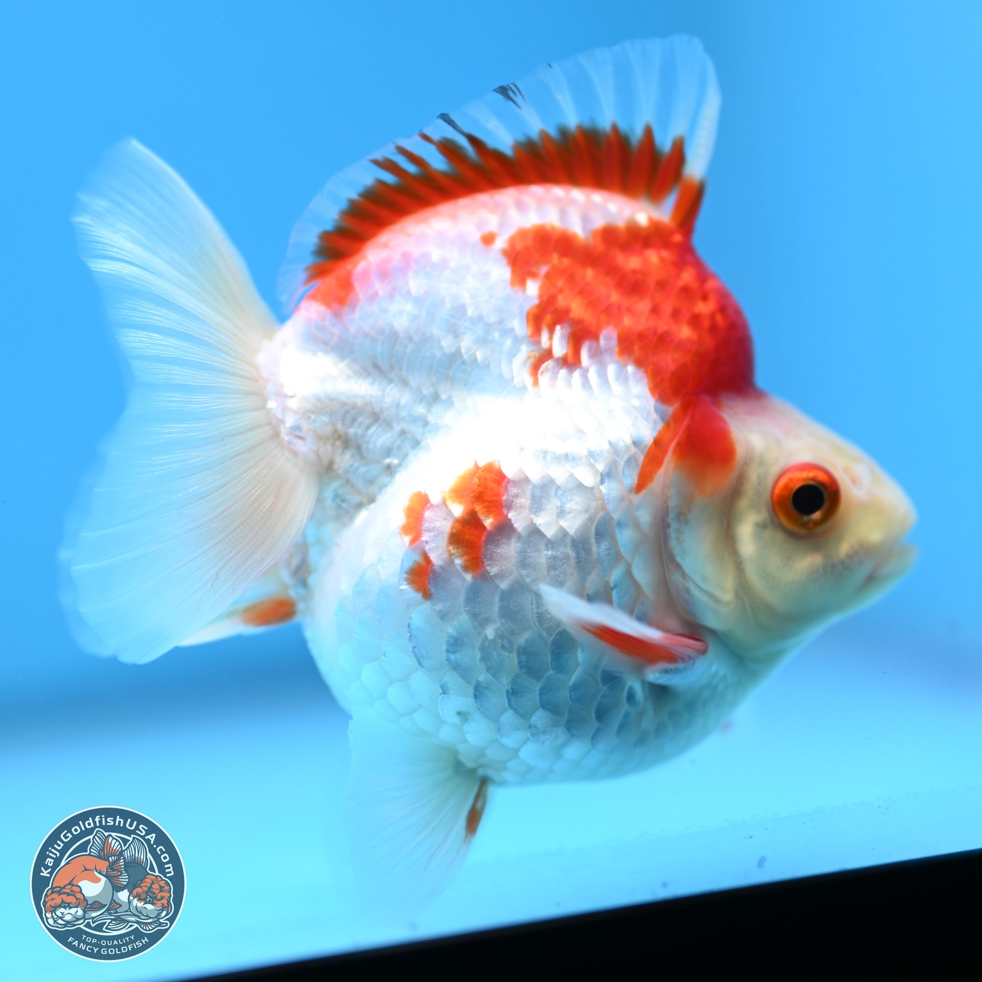 Red White Ryukin 3.5 inches Body - Female (250103_RY04) - Kaiju Goldfish USA
