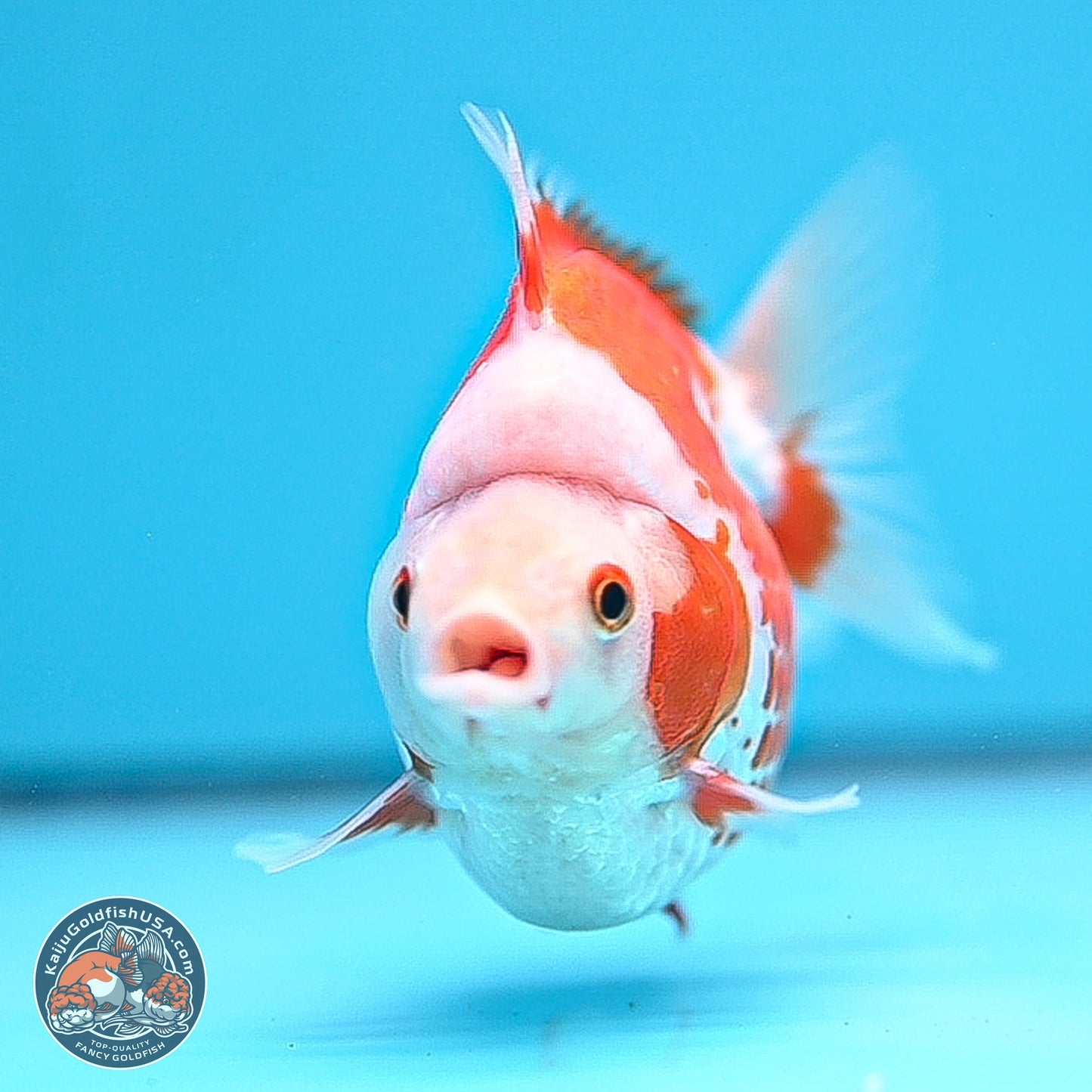 Red White Ryukin 3.25in Body (240816_RY04) - Kaiju Goldfish USA