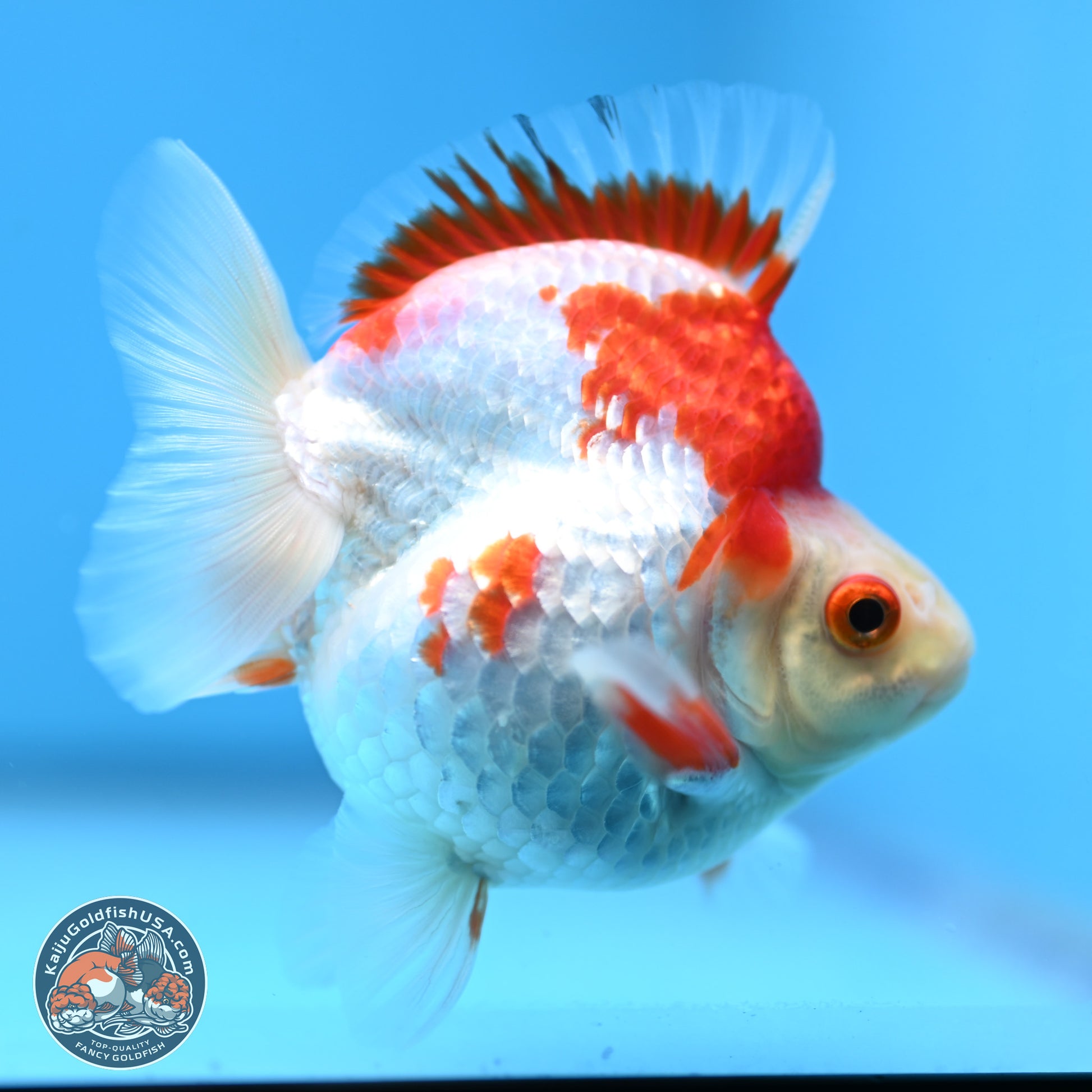 Red White Ryukin 3.5 inches Body - Female (250103_RY04) - Kaiju Goldfish USA