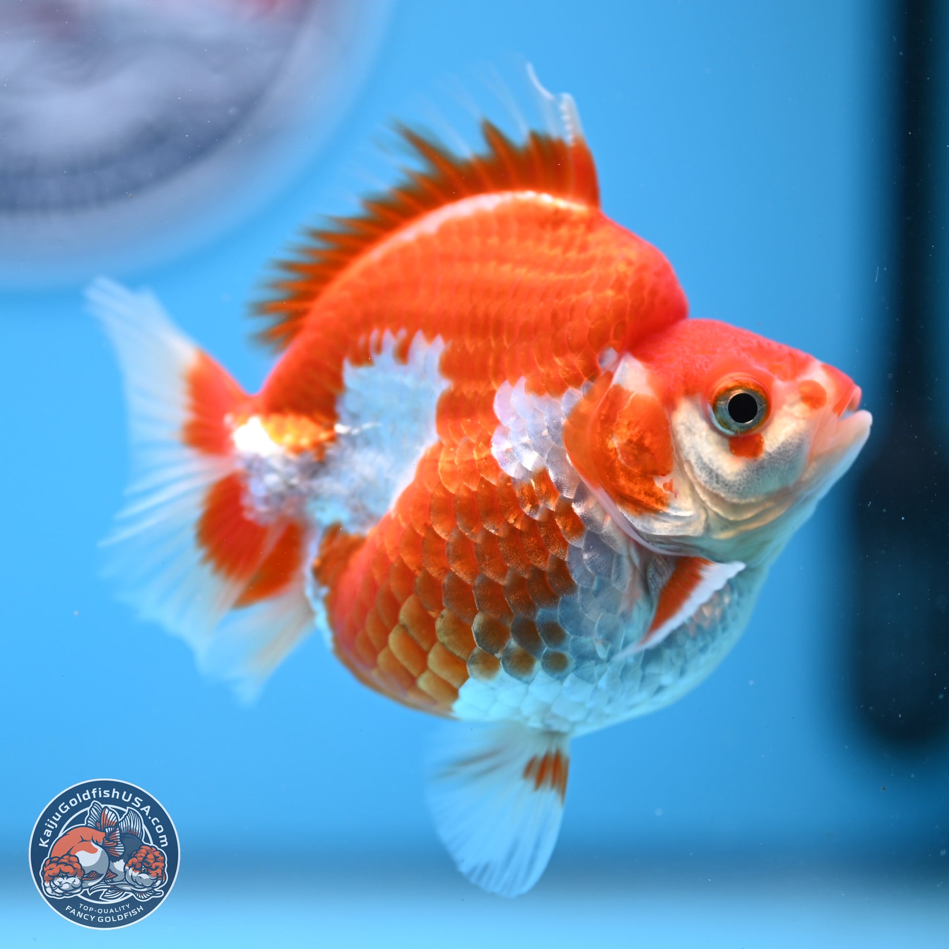 Red White Ryukin 3.5in Body (240823_RY04) - Kaiju Goldfish USA