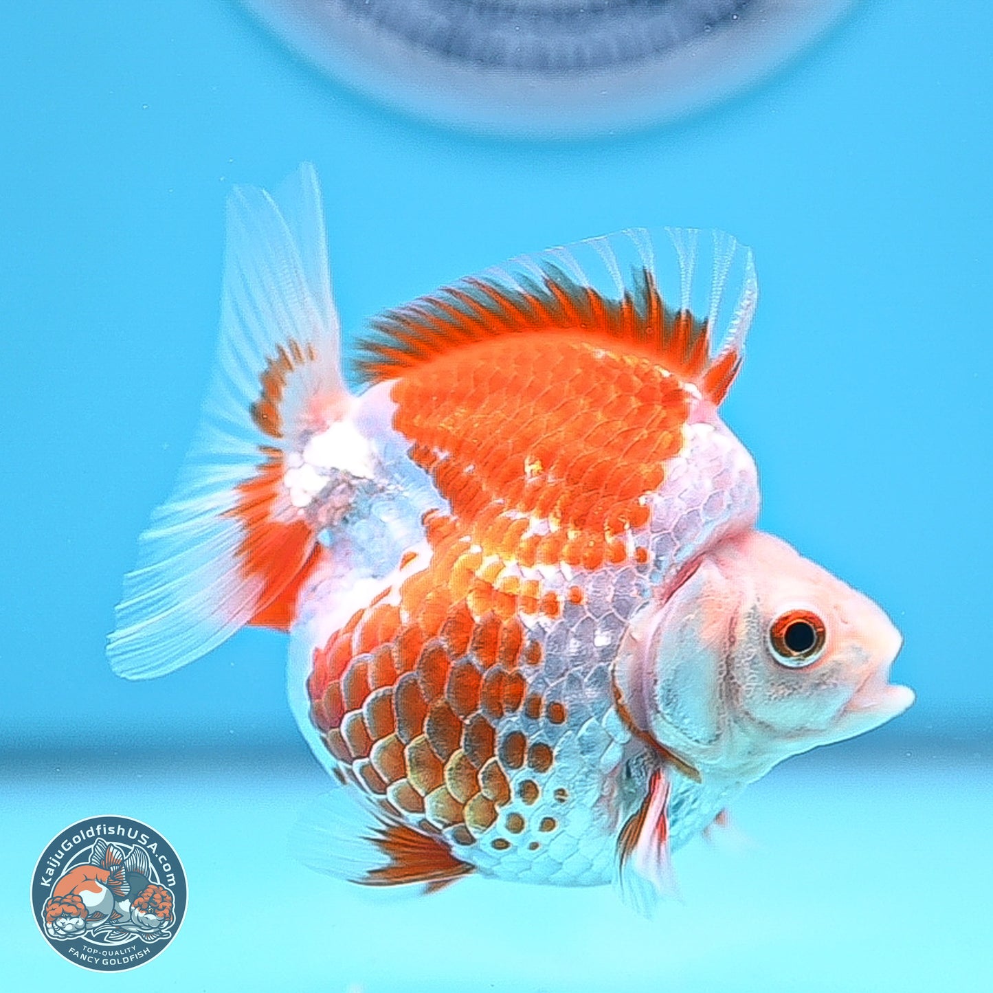 Red White Ryukin 3.25in Body (240816_RY04) - Kaiju Goldfish USA