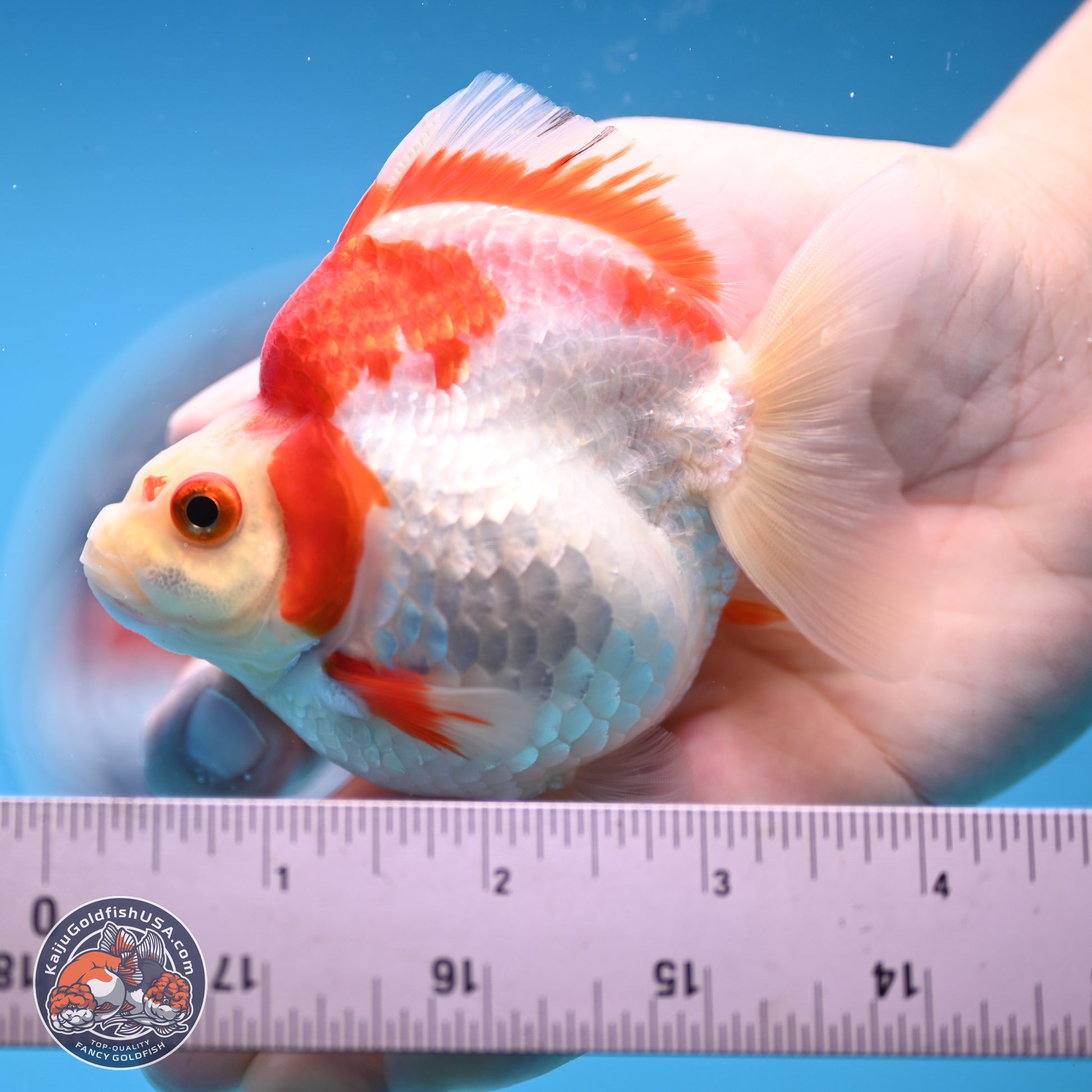 Red White Ryukin 3.5 inches Body - Female (250103_RY04) - Kaiju Goldfish USA