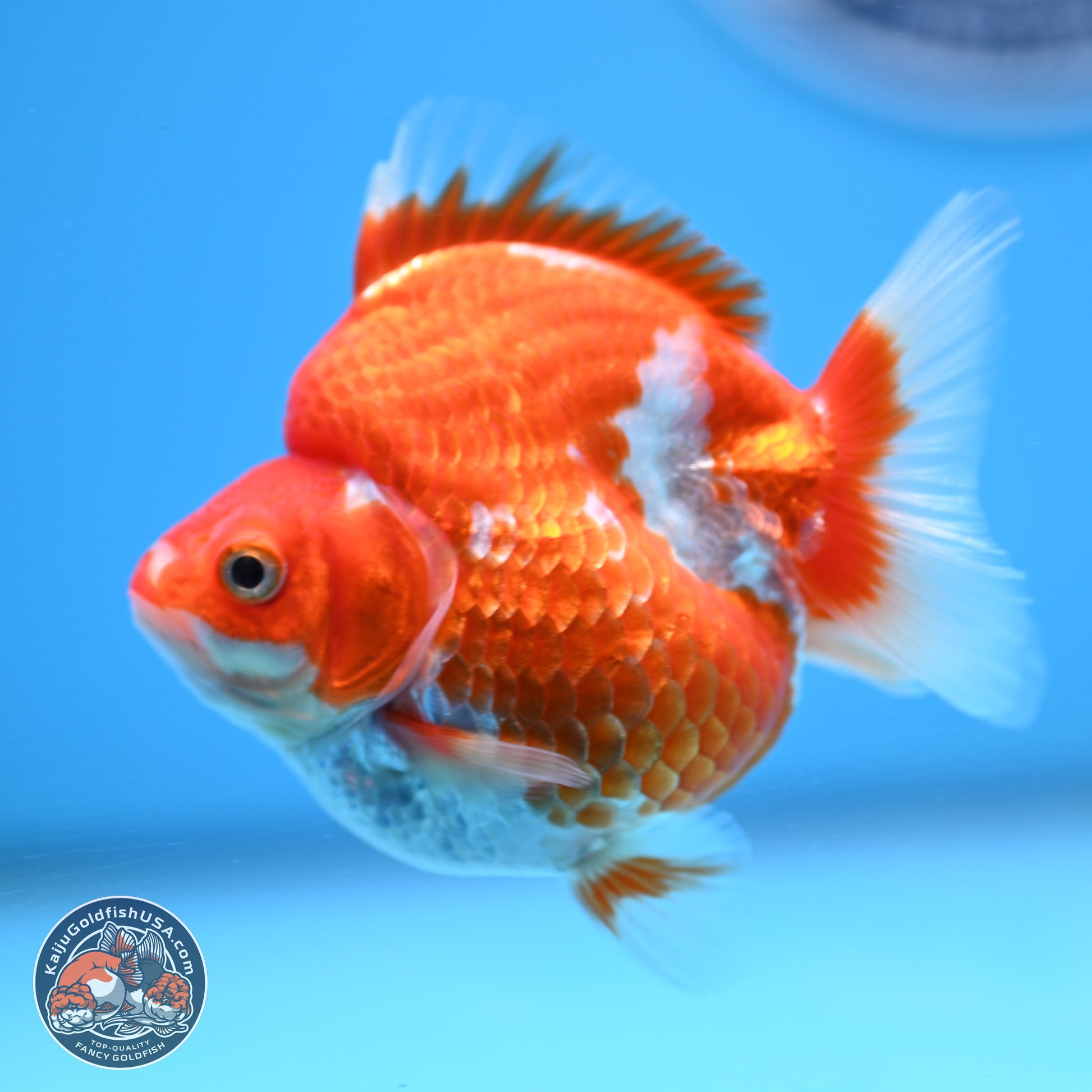 Red White Ryukin 3.5in Body (240823_RY04) - Kaiju Goldfish USA