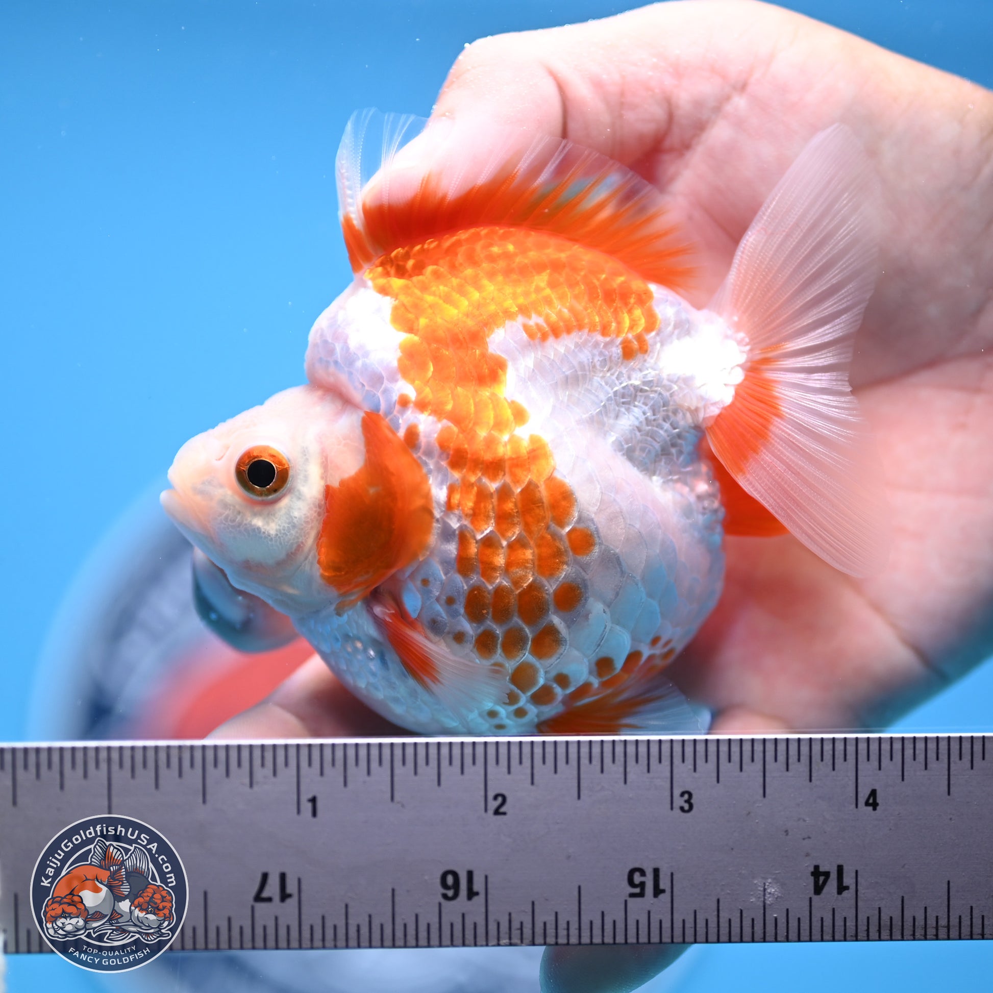 Red White Ryukin 3.25in Body (240816_RY04) - Kaiju Goldfish USA