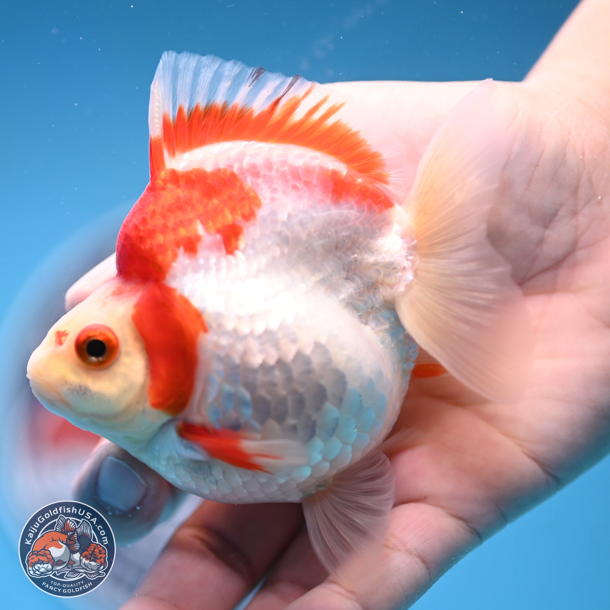 Red White Ryukin 3.5 inches Body - Female (250103_RY04) - Kaiju Goldfish USA