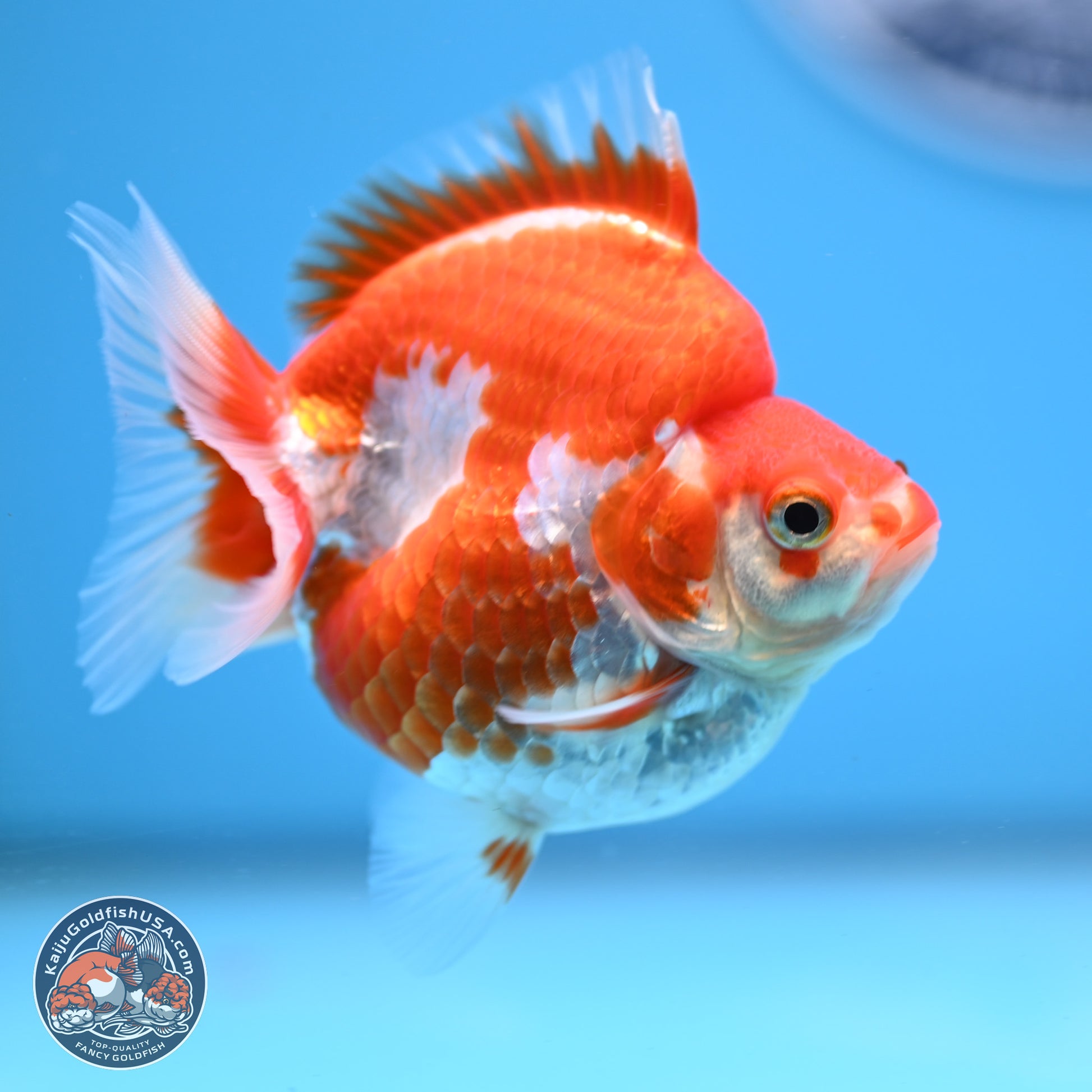 Red White Ryukin 3.5in Body (240823_RY04) - Kaiju Goldfish USA