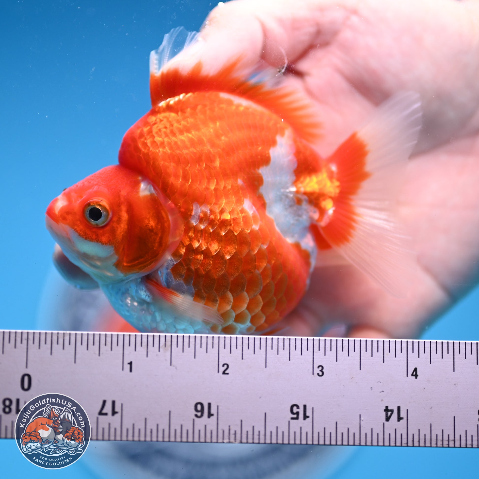 Red White Ryukin 3.5in Body (240823_RY04) - Kaiju Goldfish USA