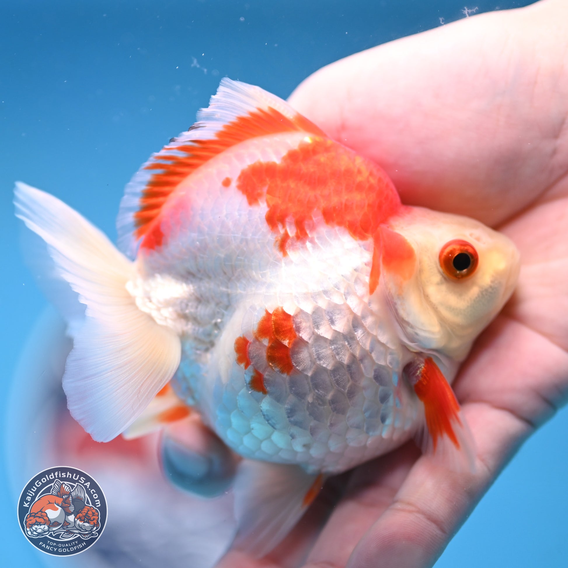 Red White Ryukin 3.5 inches Body - Female (250103_RY04) - Kaiju Goldfish USA