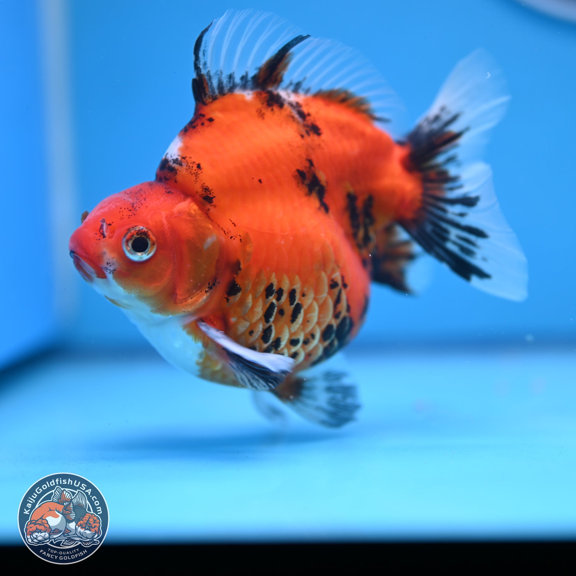 Tricolor Tiger Ryukin 4-5 inches (240920_RY04) - Kaiju Goldfish USA