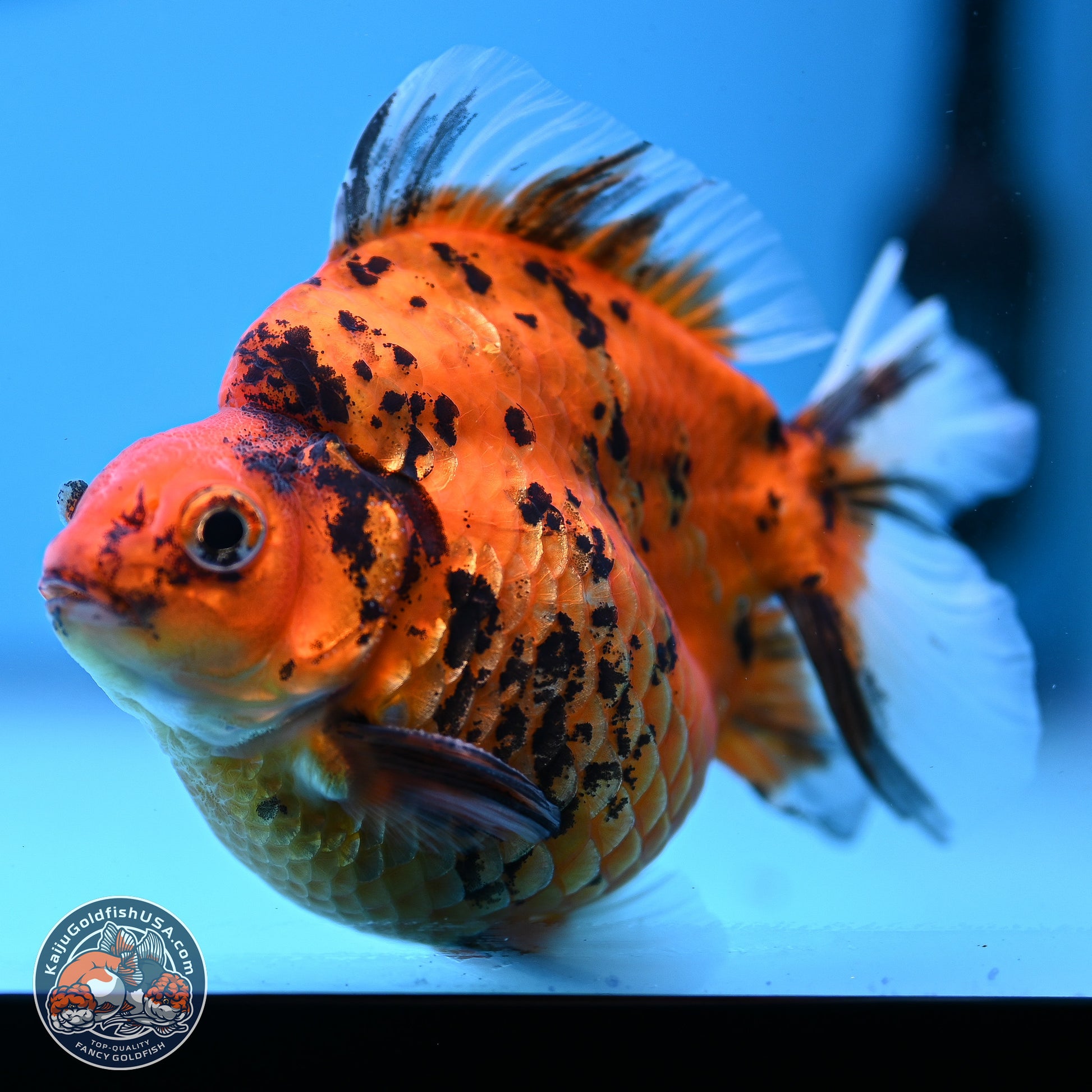 Tiger Ryukin 3.5-4.5 inches (240927_RY04) - Kaiju Goldfish USA