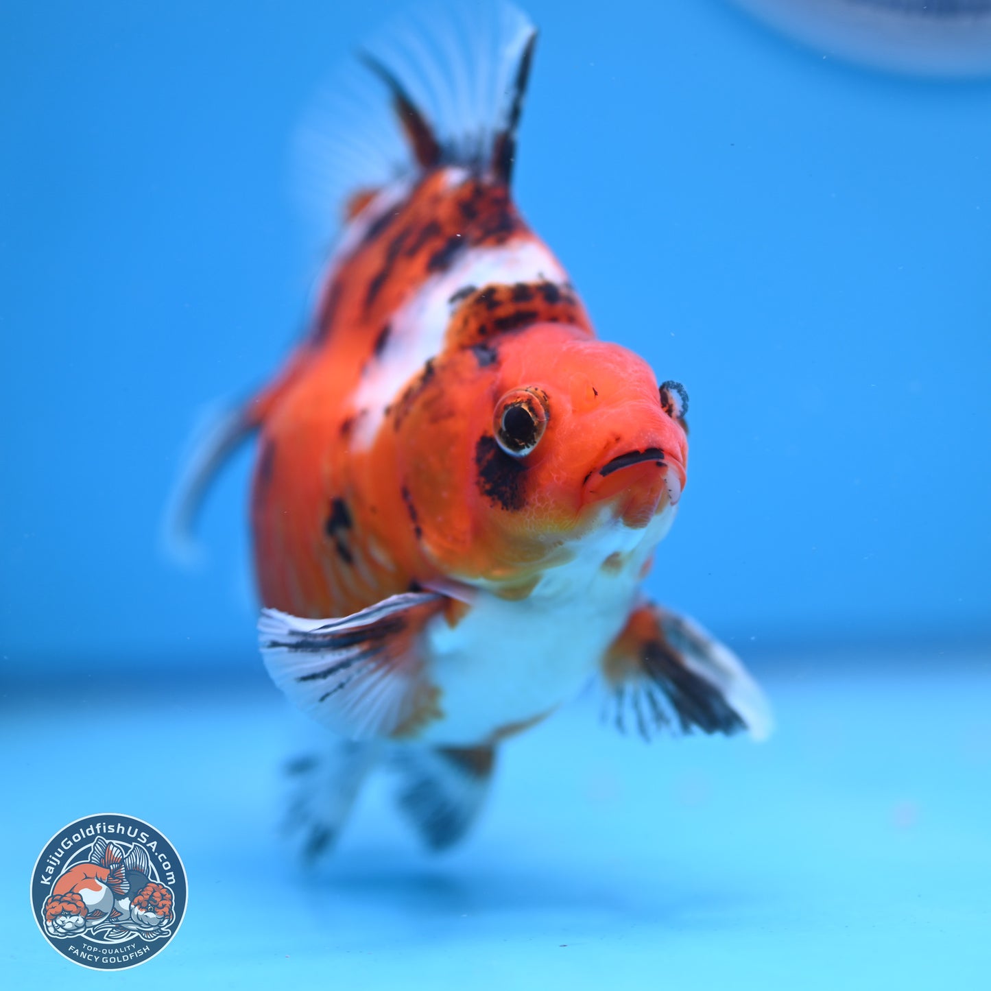 Tricolor Tiger Ryukin 4-5 inches (240920_RY04) - Kaiju Goldfish USA