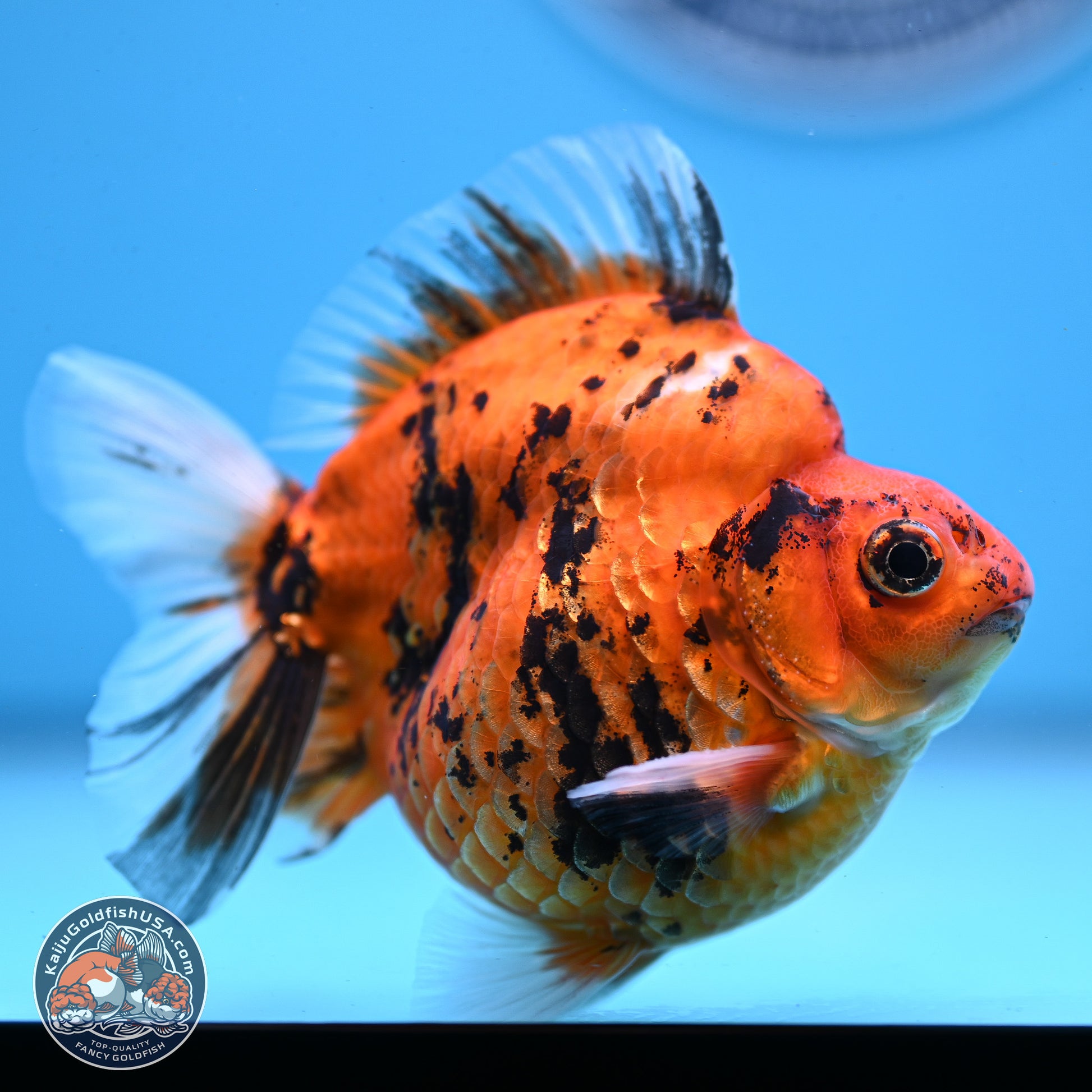 Tiger Ryukin 3.5-4.5 inches (240927_RY04) - Kaiju Goldfish USA