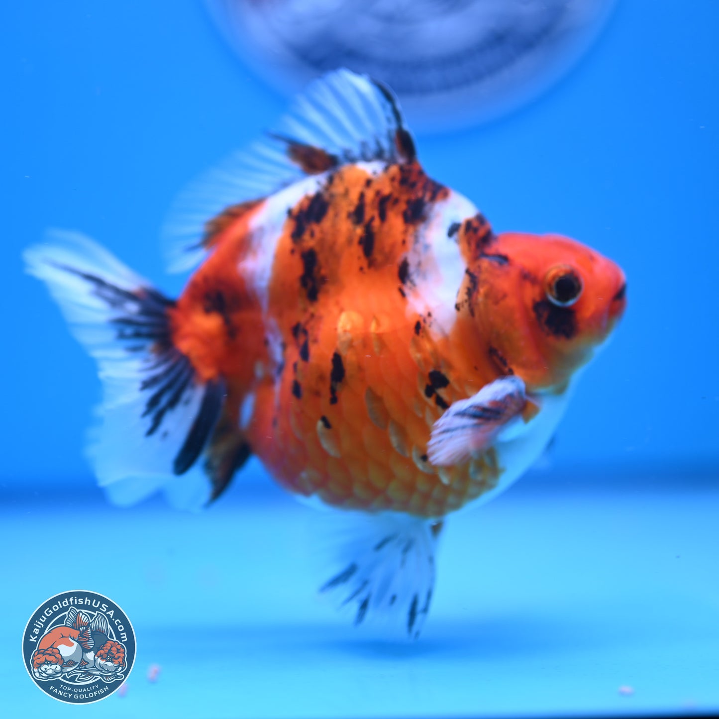 Tricolor Tiger Ryukin 4-5 inches (240920_RY04) - Kaiju Goldfish USA