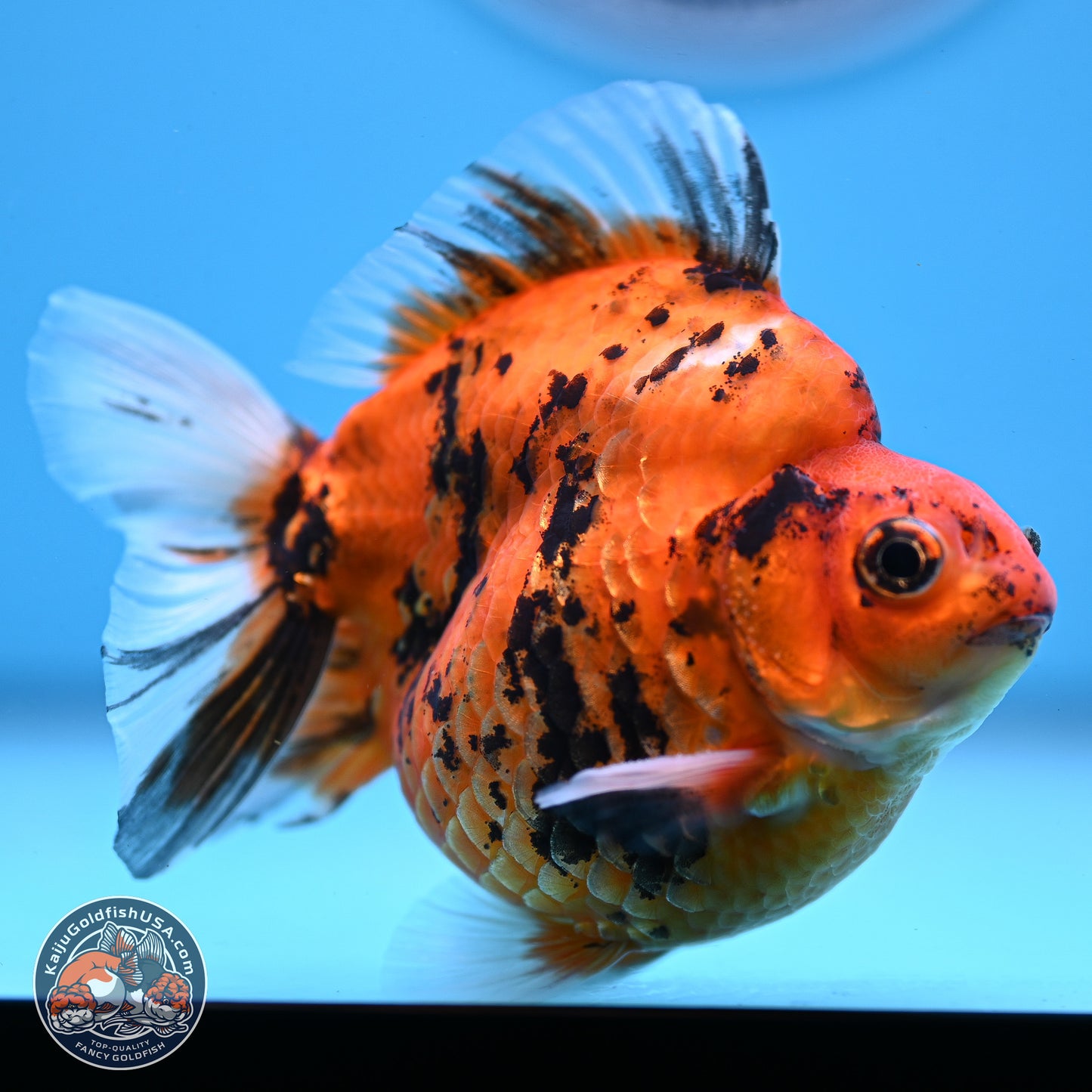 Tiger Ryukin 3.5-4.5 inches (240927_RY04) - Kaiju Goldfish USA