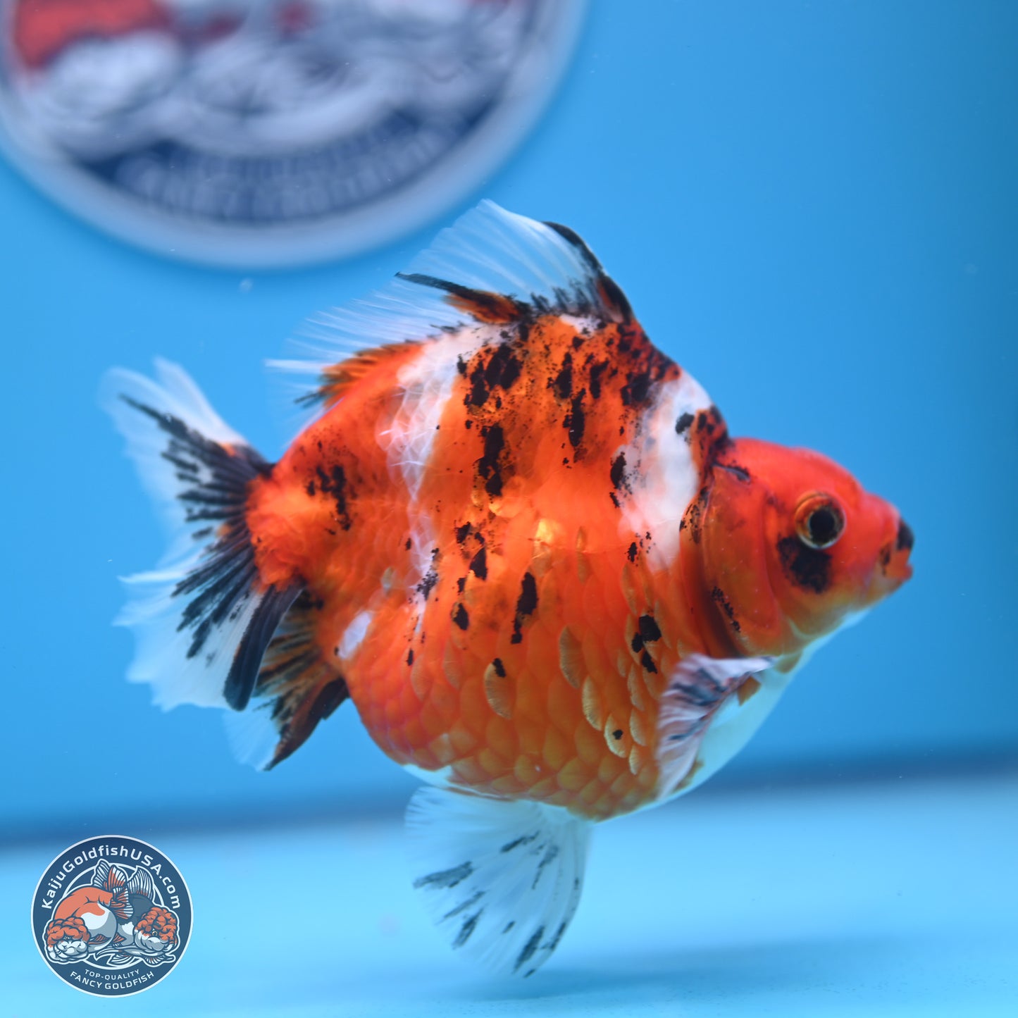 Tricolor Tiger Ryukin 4-5 inches (240920_RY04) - Kaiju Goldfish USA