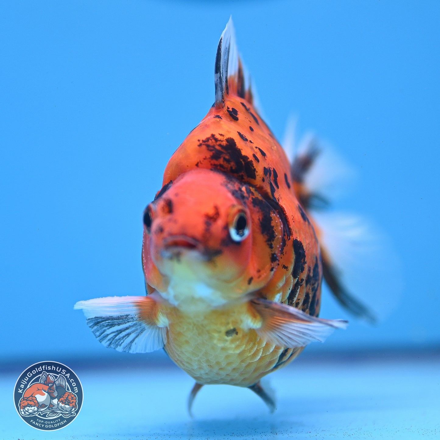 Tiger Ryukin 3.5-4.5 inches (240927_RY04) - Kaiju Goldfish USA