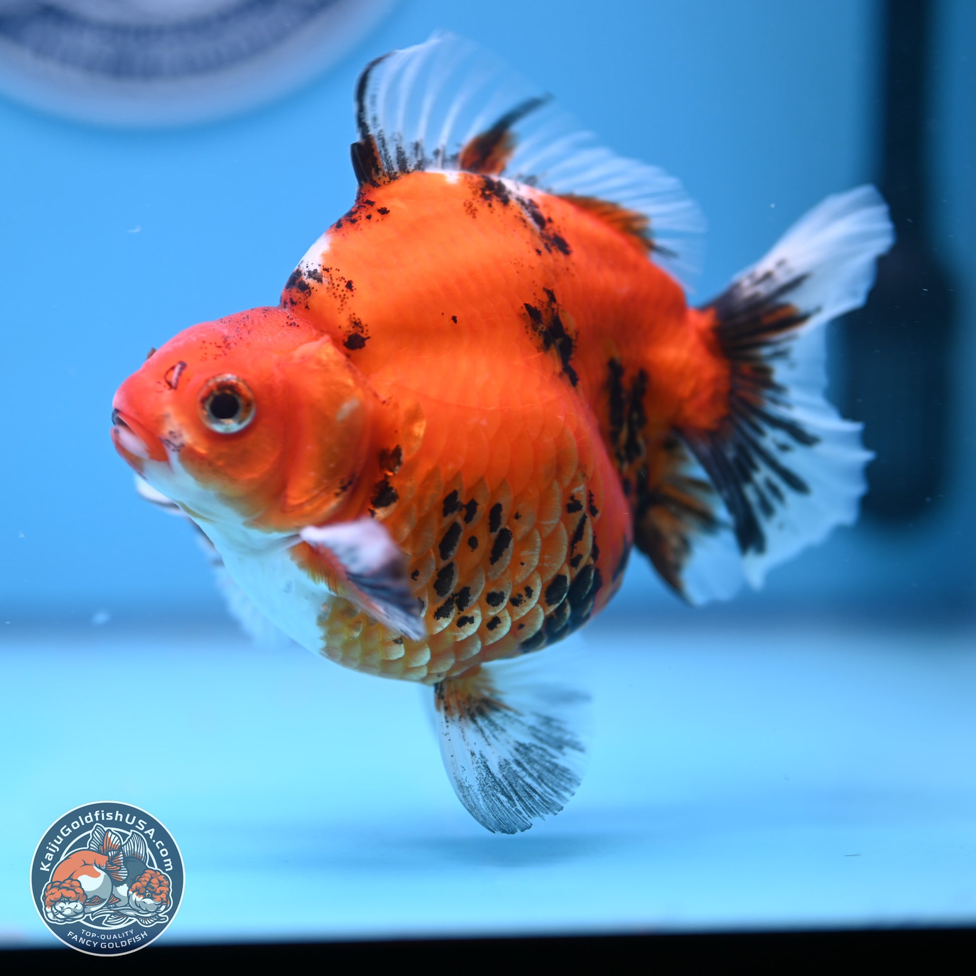 Tricolor Tiger Ryukin 4-5 inches (240920_RY04) - Kaiju Goldfish USA