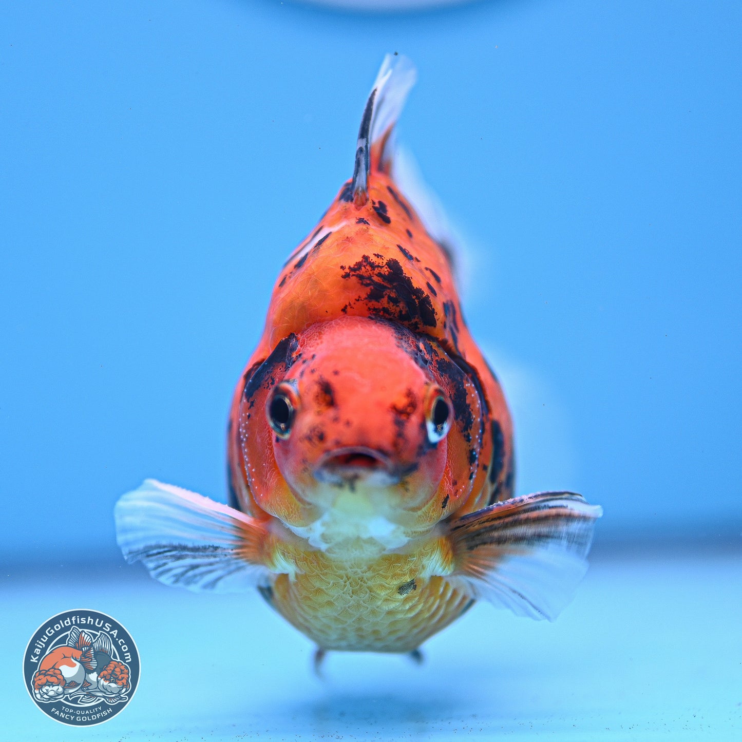 Tiger Ryukin 3.5-4.5 inches (240927_RY04) - Kaiju Goldfish USA