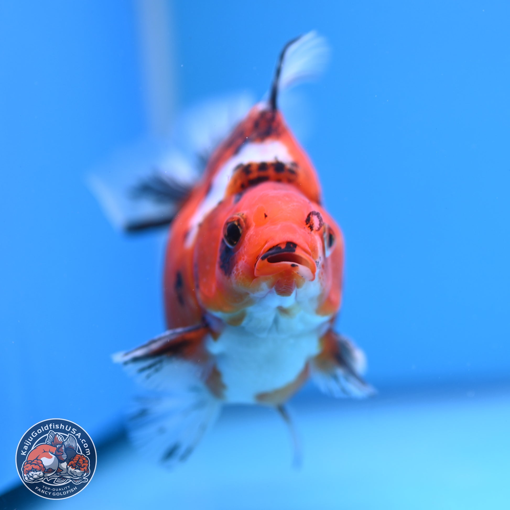 Tricolor Tiger Ryukin 4-5 inches (240920_RY04) - Kaiju Goldfish USA