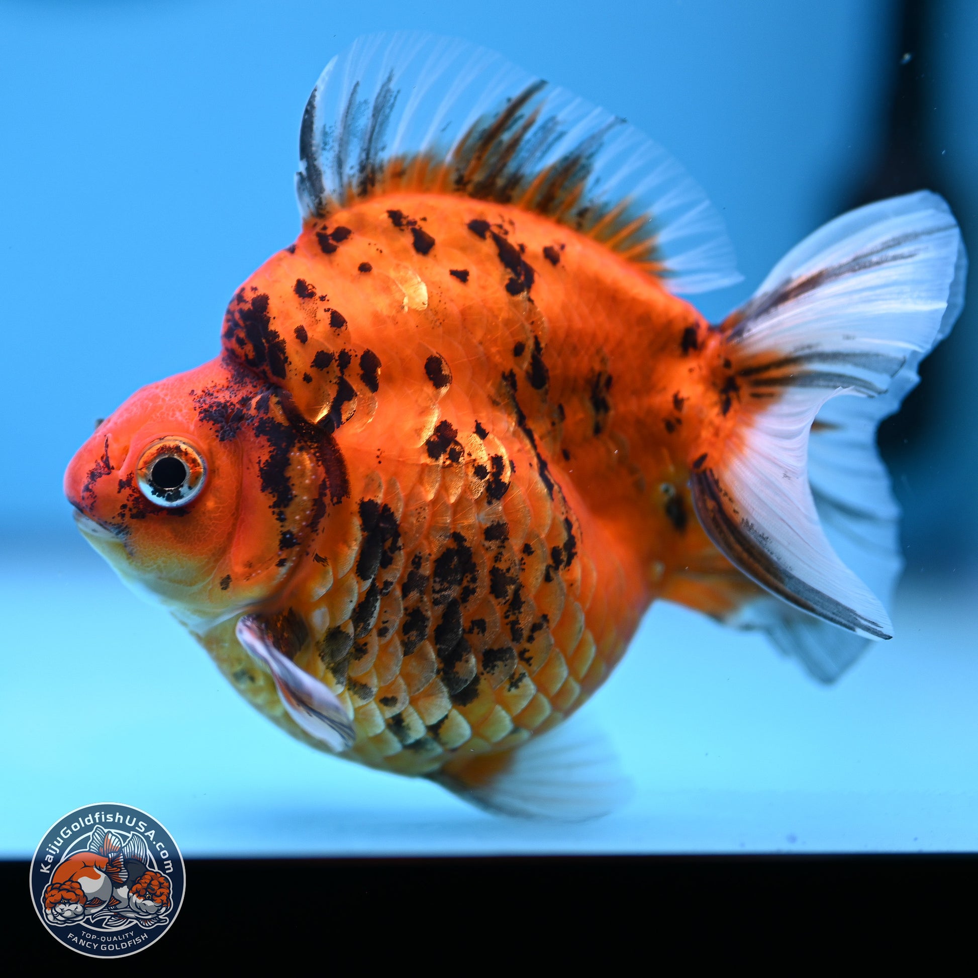 Tiger Ryukin 3.5-4.5 inches (240927_RY04) - Kaiju Goldfish USA