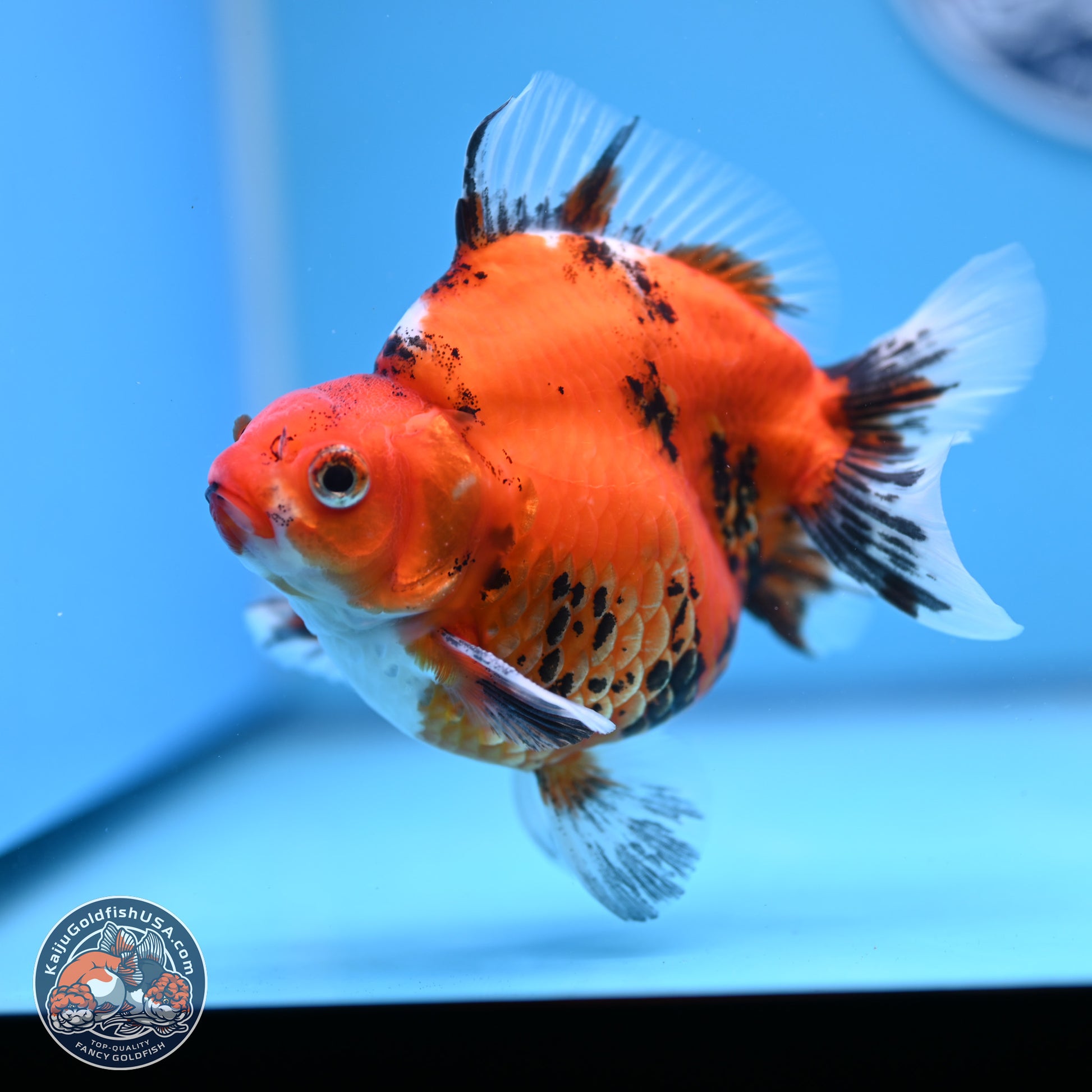 Tricolor Tiger Ryukin 4-5 inches (240920_RY04) - Kaiju Goldfish USA