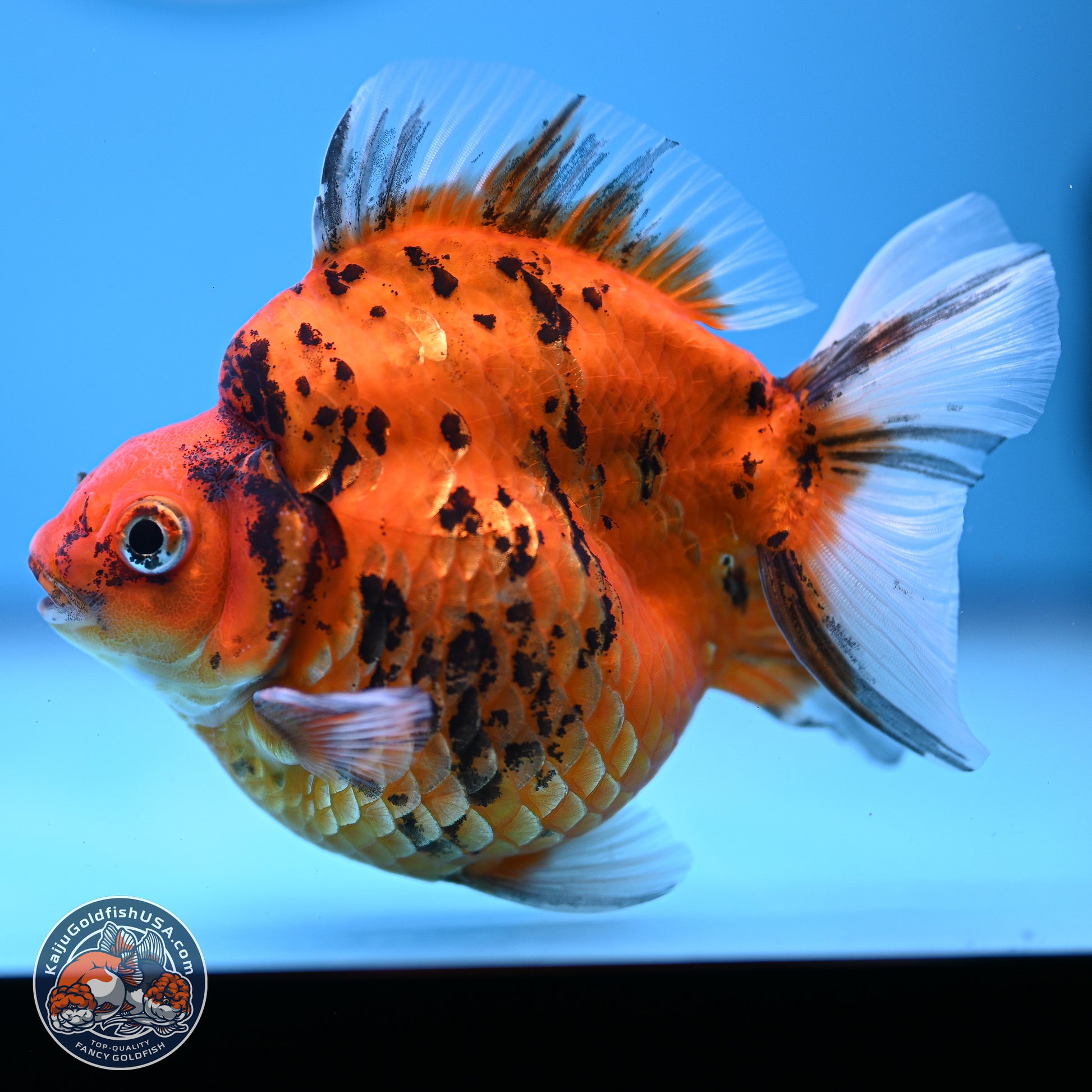 Tiger Ryukin 3.5-4.5 inches (240927_RY04) - Kaiju Goldfish USA