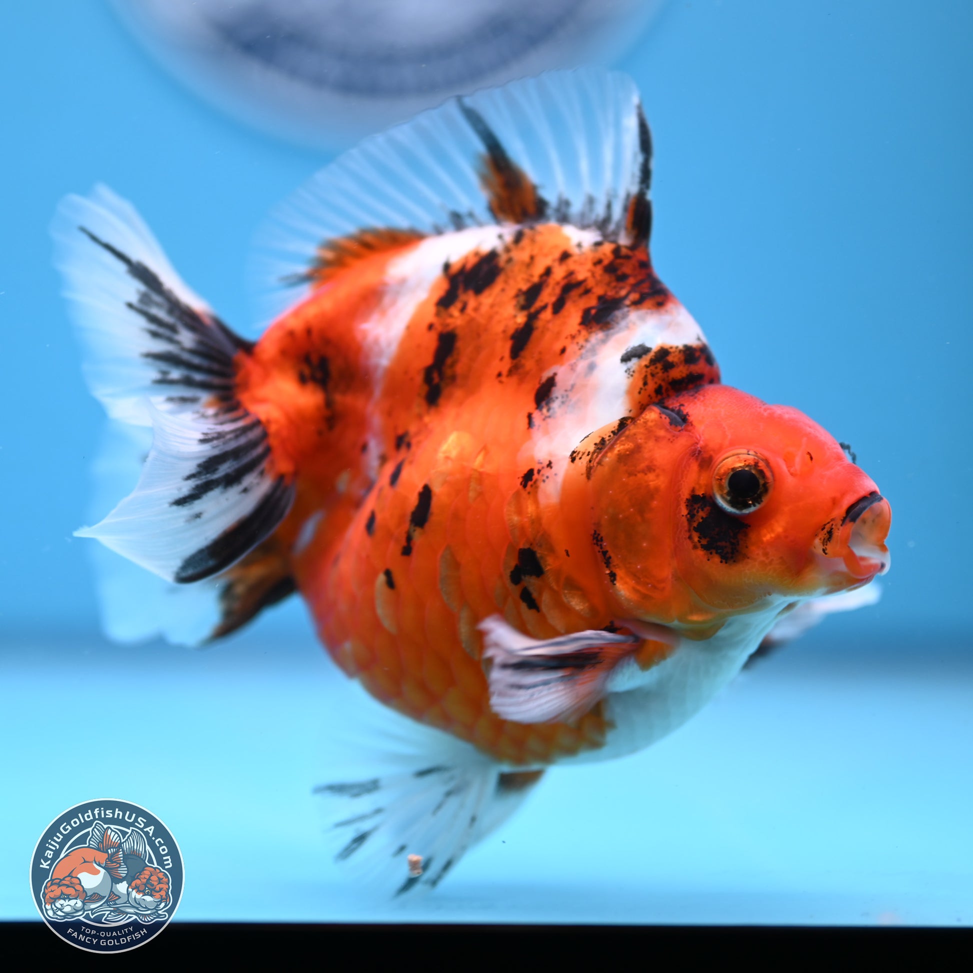 Tricolor Tiger Ryukin 4-5 inches (240920_RY04) - Kaiju Goldfish USA