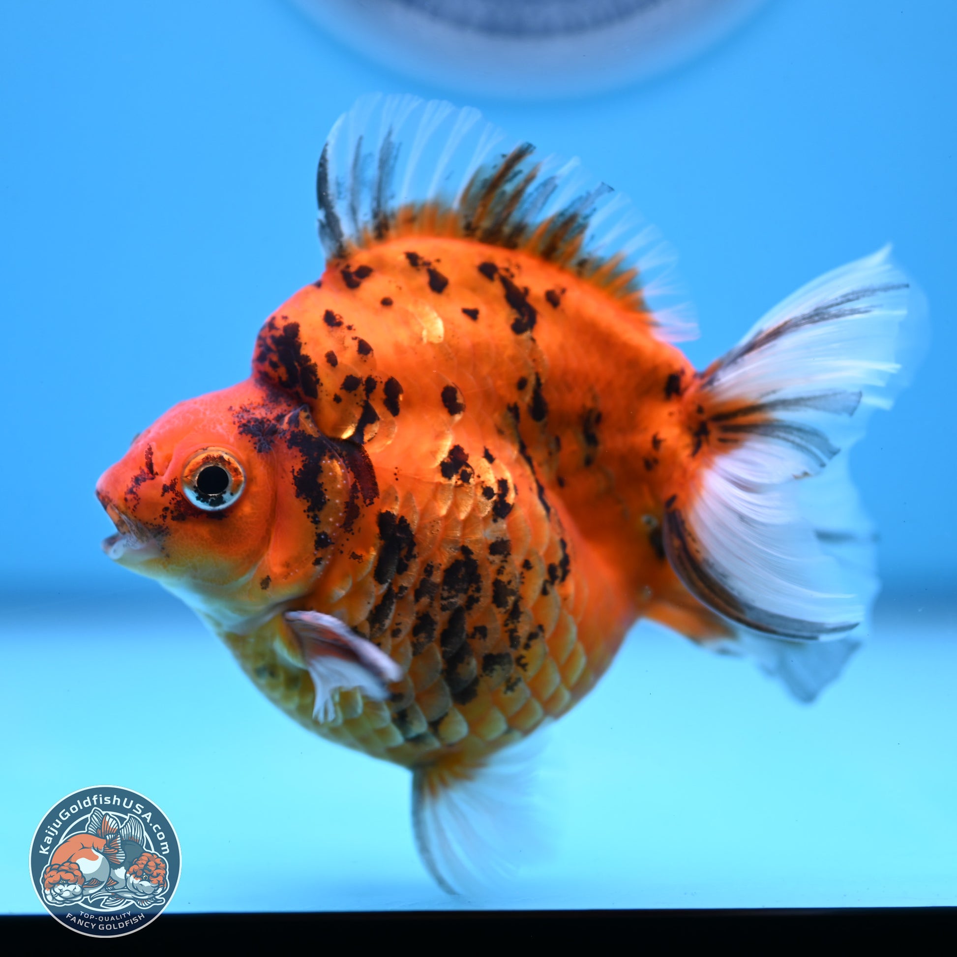 Tiger Ryukin 3.5-4.5 inches (240927_RY04) - Kaiju Goldfish USA