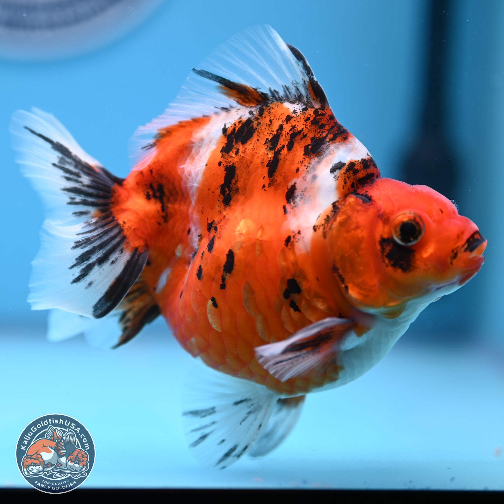 Tricolor Tiger Ryukin 4-5 inches (240920_RY04) - Kaiju Goldfish USA