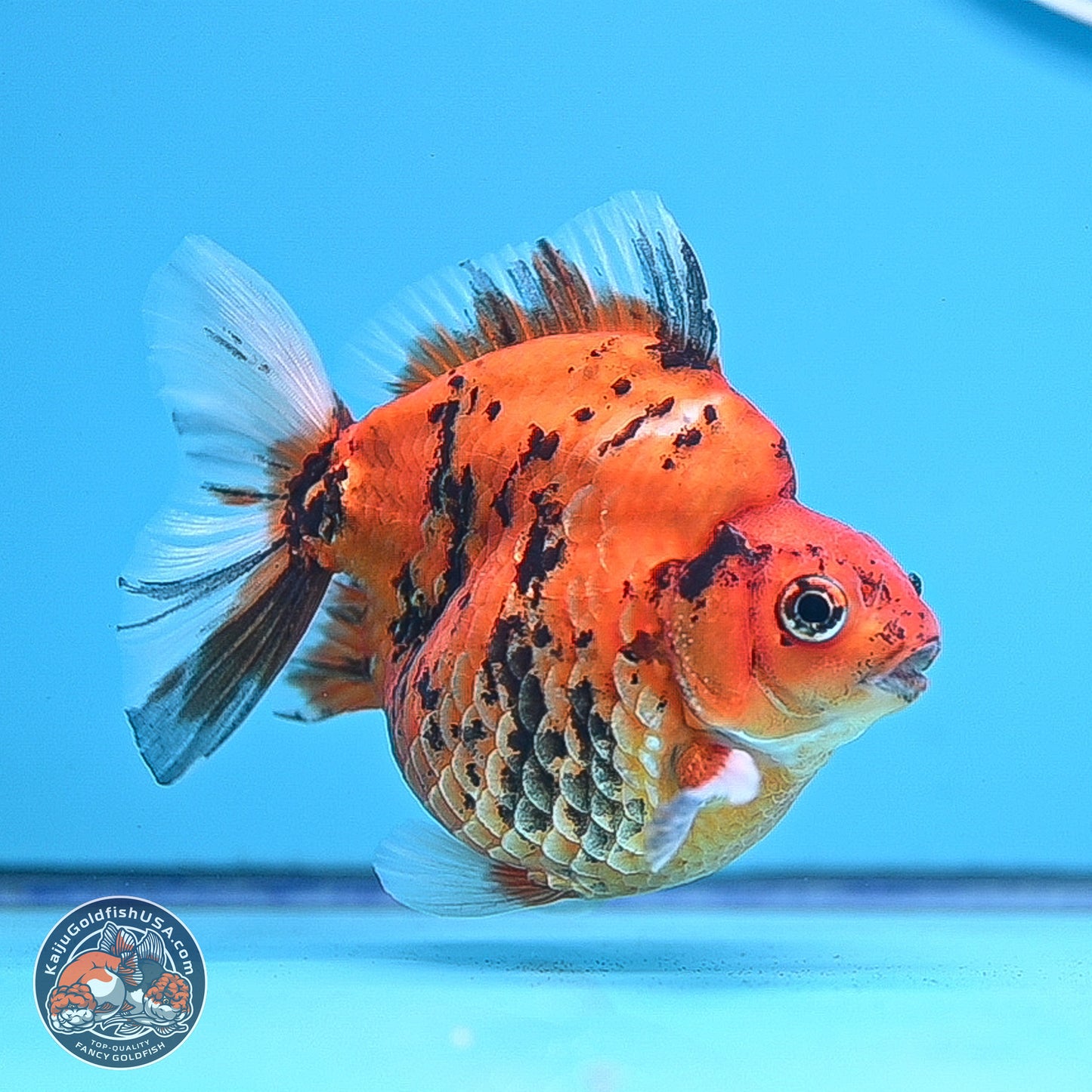 Tiger Ryukin 3.5-4.5 inches (240927_RY04) - Kaiju Goldfish USA