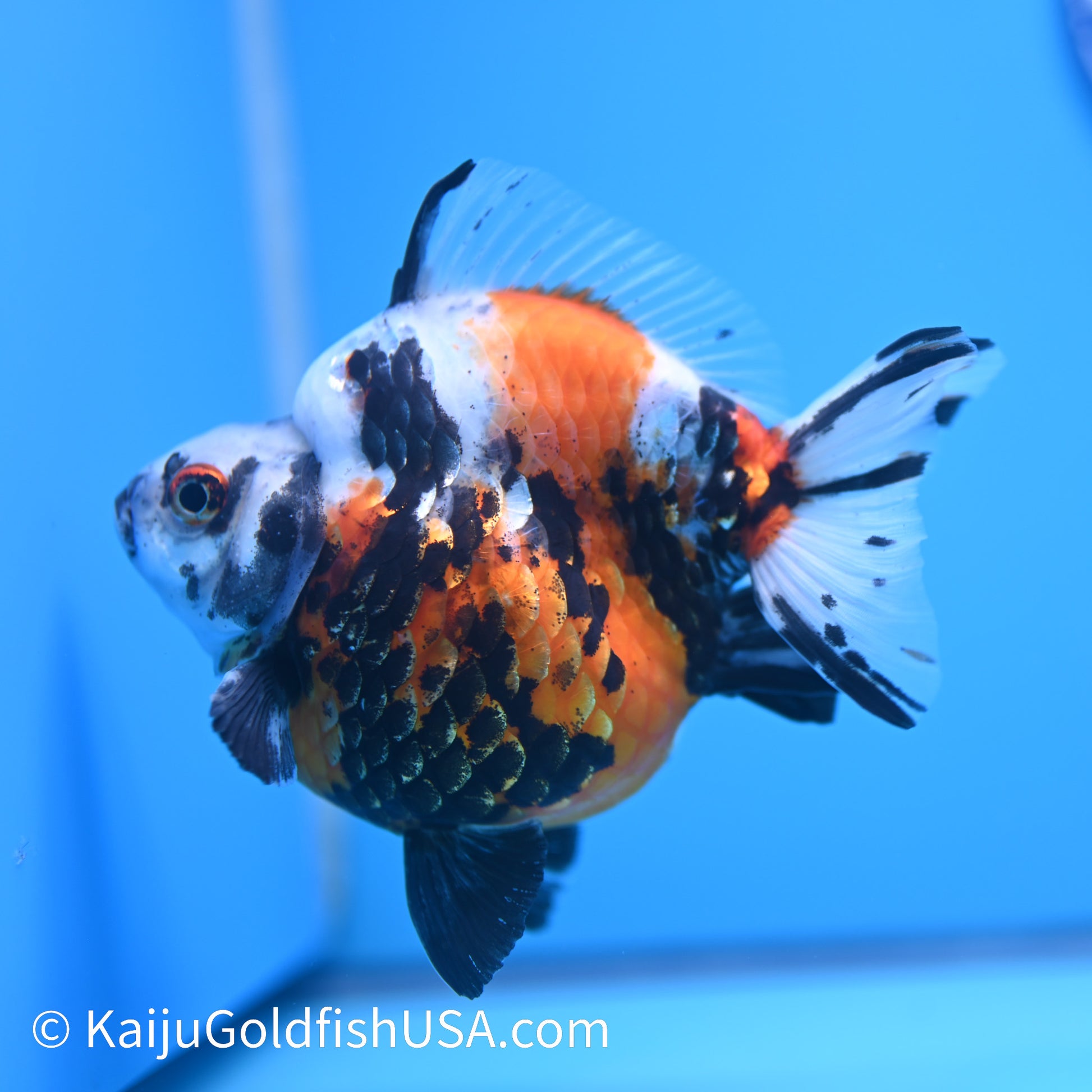 Jumbo Wide Tail Calico Ryukin 5-5.5 inches (240301_RY04) - Kaiju Goldfish USA