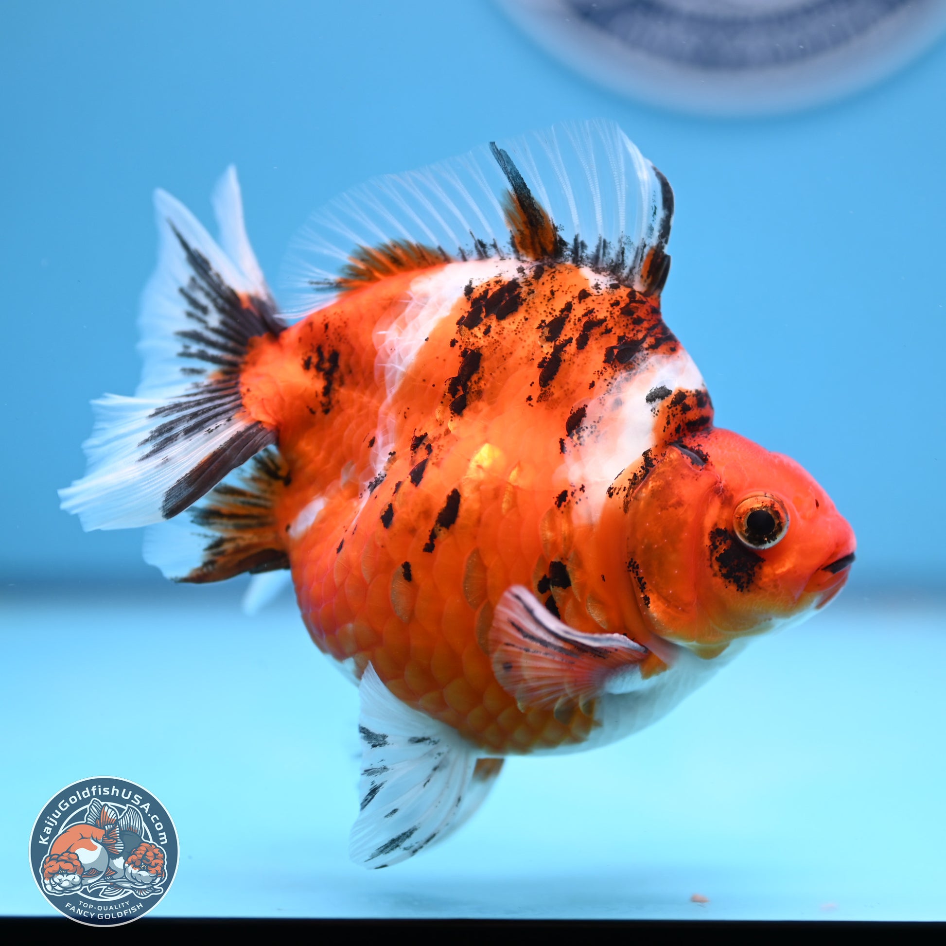 Tricolor Tiger Ryukin 4-5 inches (240920_RY04) - Kaiju Goldfish USA