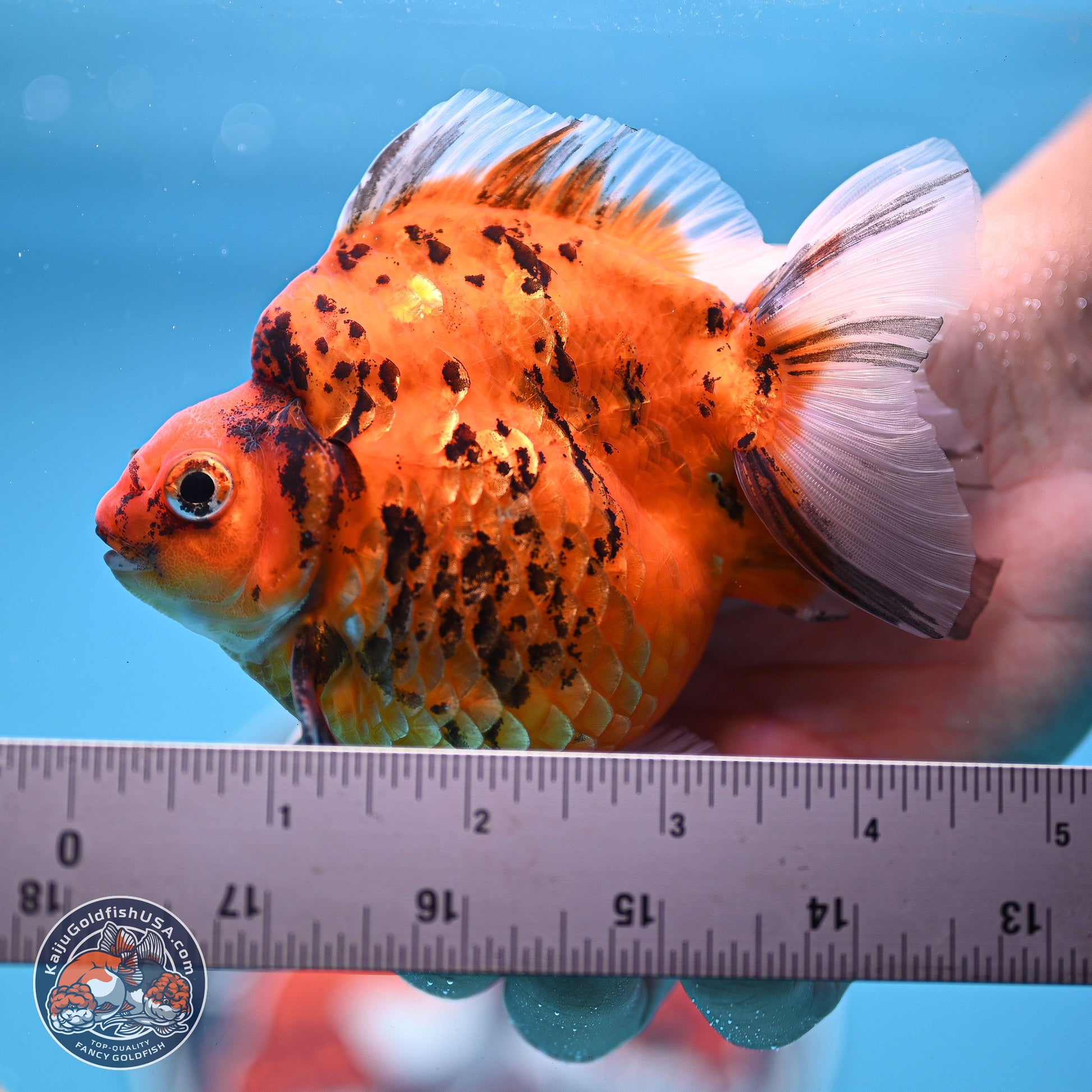 Tiger Ryukin 3.5-4.5 inches (240927_RY04) - Kaiju Goldfish USA