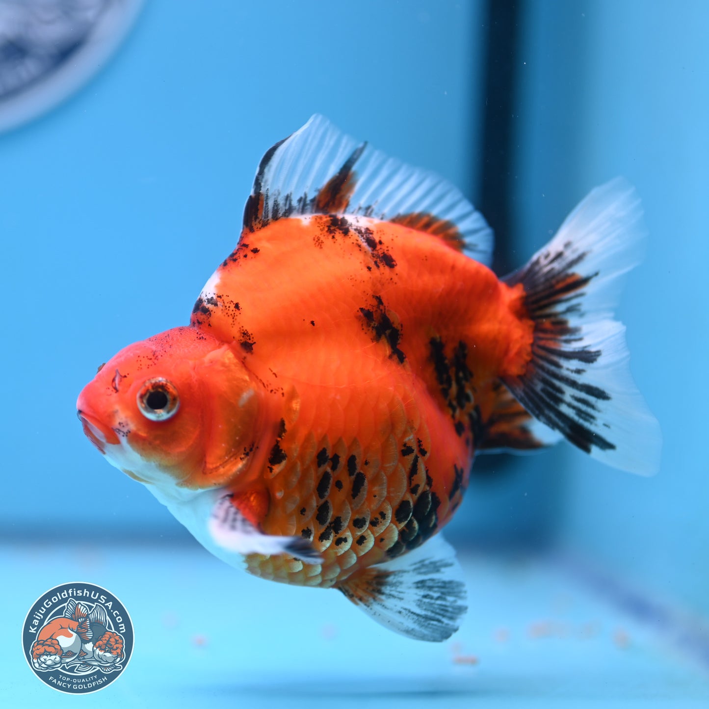 Tricolor Tiger Ryukin 4-5 inches (240920_RY04) - Kaiju Goldfish USA