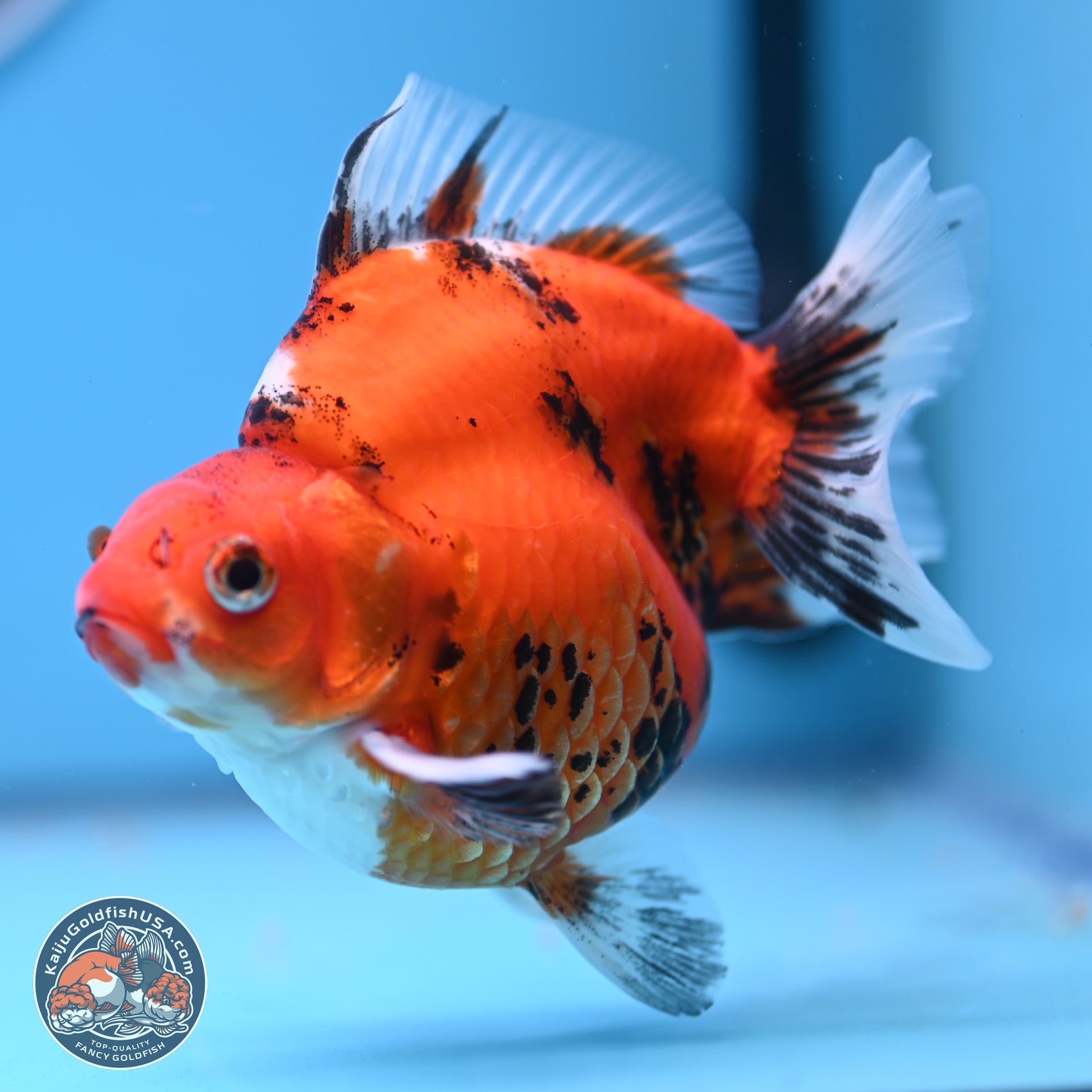 Tricolor Tiger Ryukin 4-5 inches (240920_RY04) - Kaiju Goldfish USA