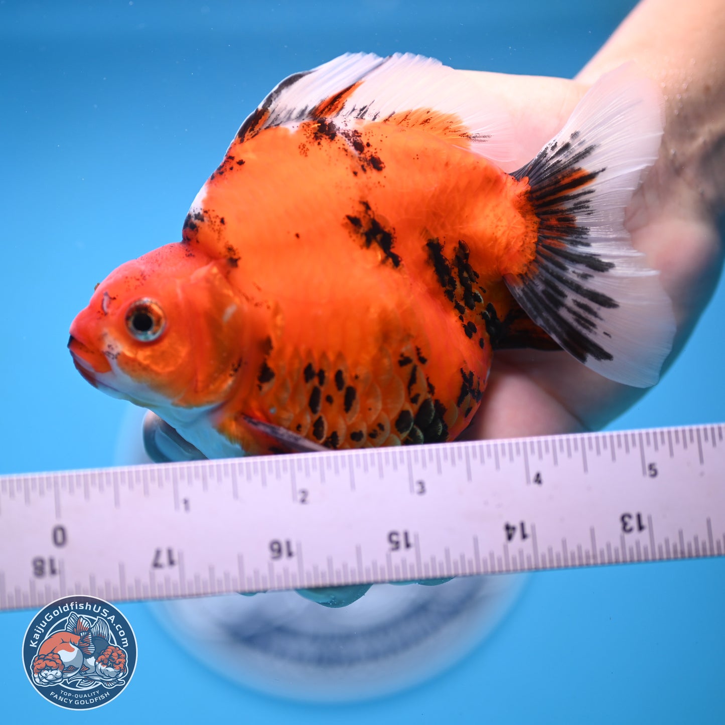 Tricolor Tiger Ryukin 4-5 inches (240920_RY04) - Kaiju Goldfish USA